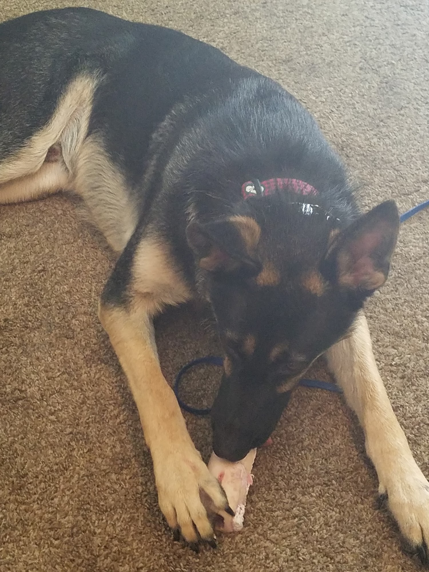 Doggy Dao & Cat's Meow Hellertown