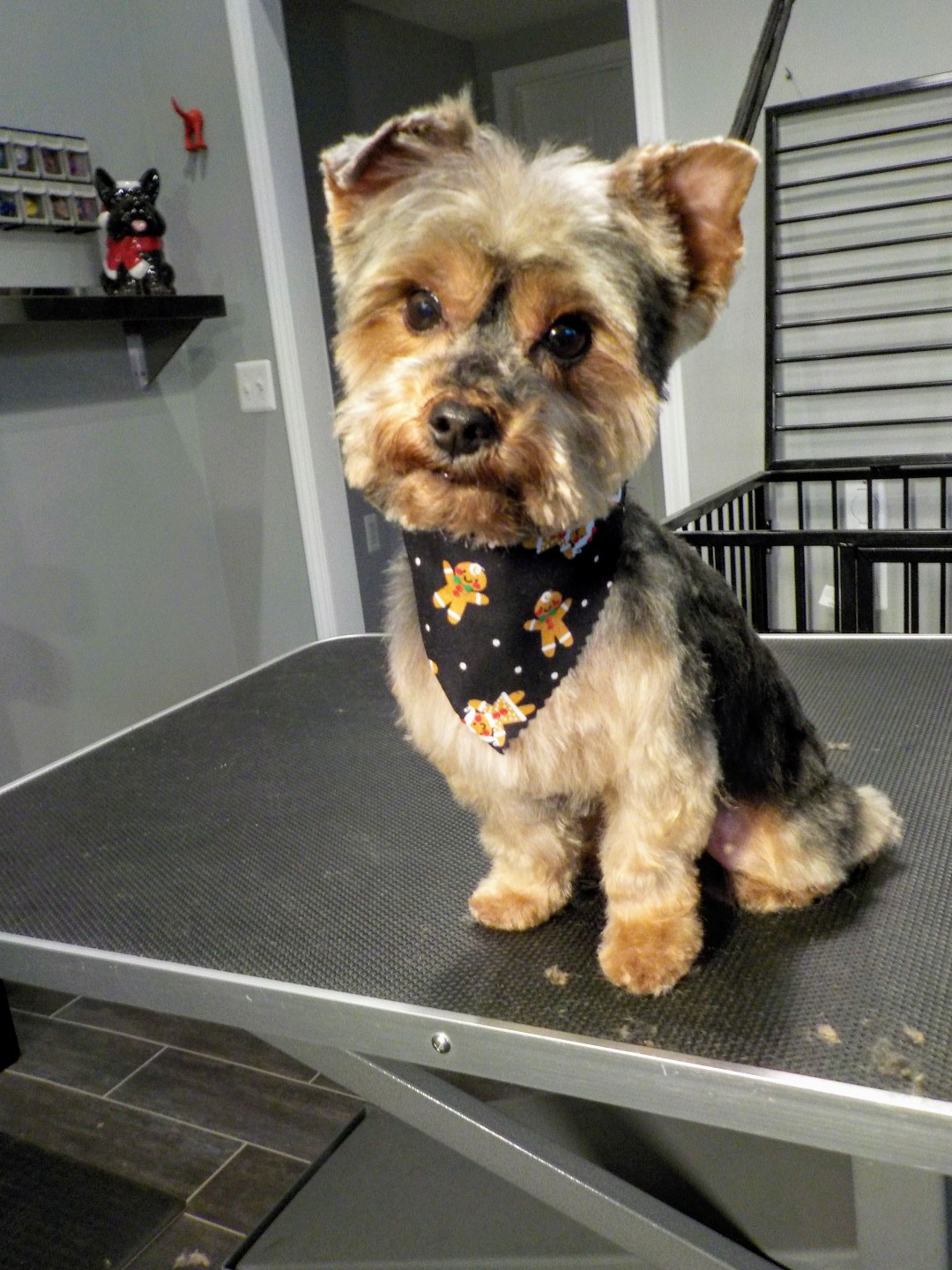 Jake's Dog Detail Meadville