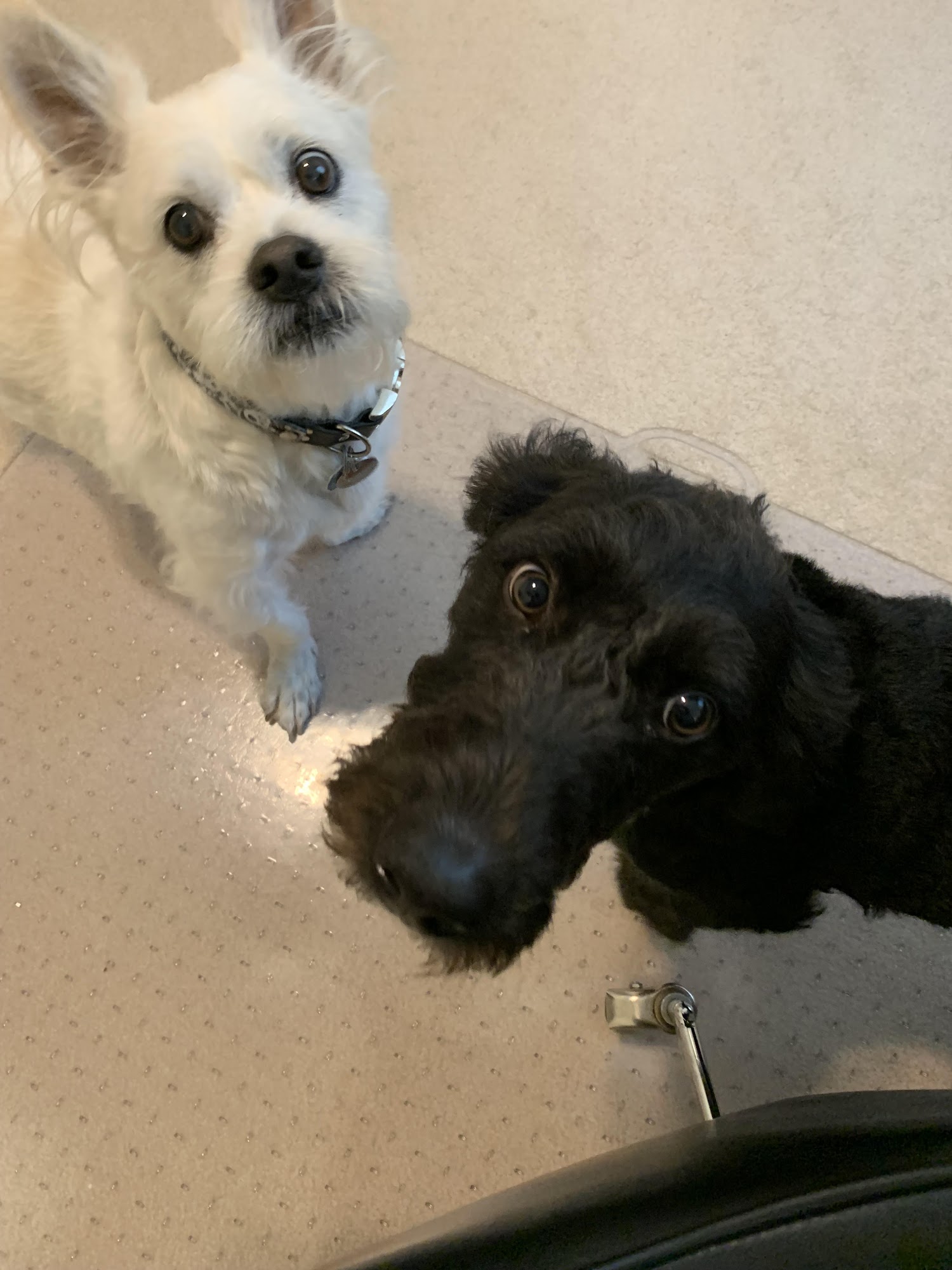 Your Best Buddy Dog Training Pennsburg