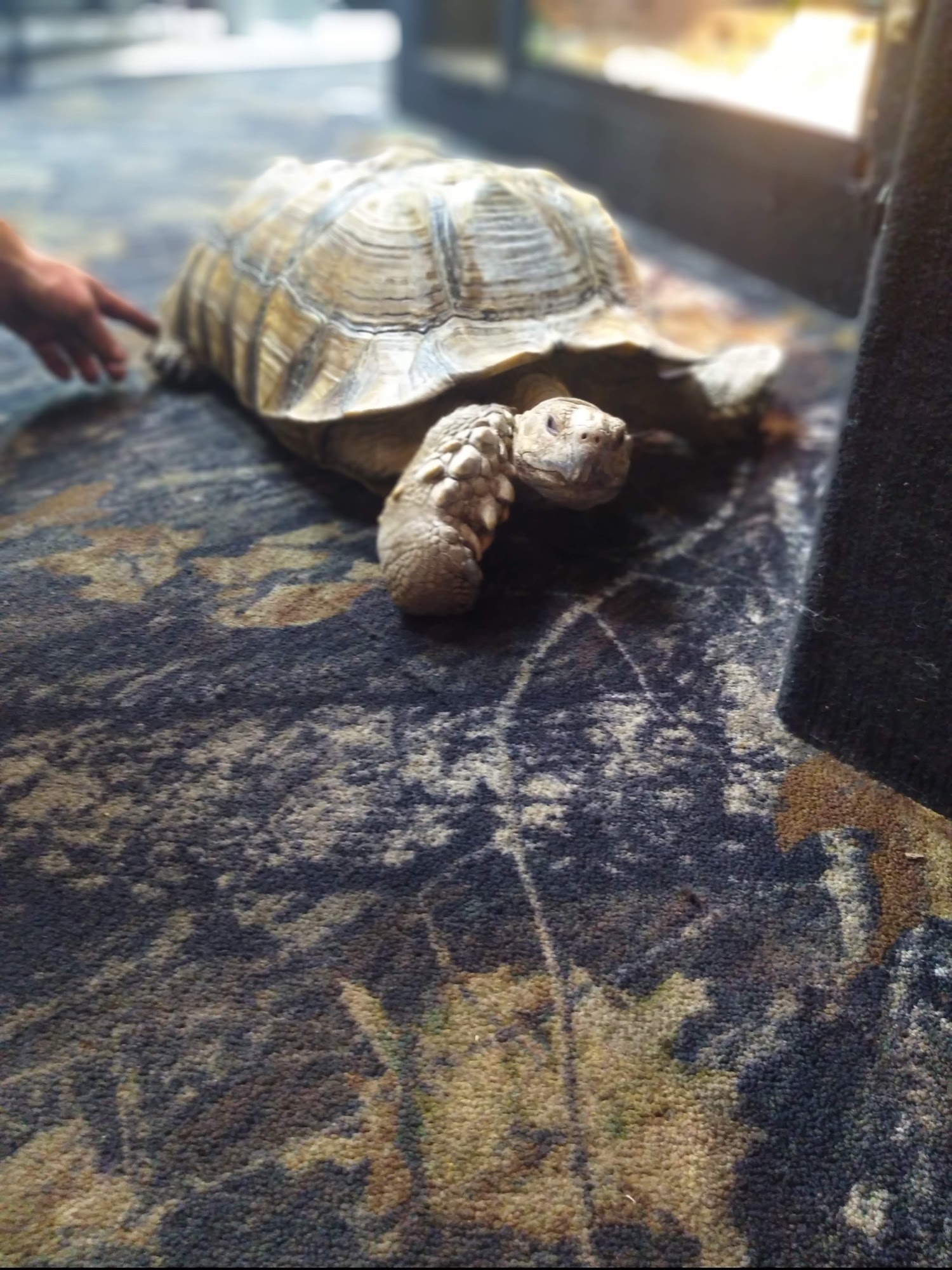 Cape Horn Incredible Pets Red Lion