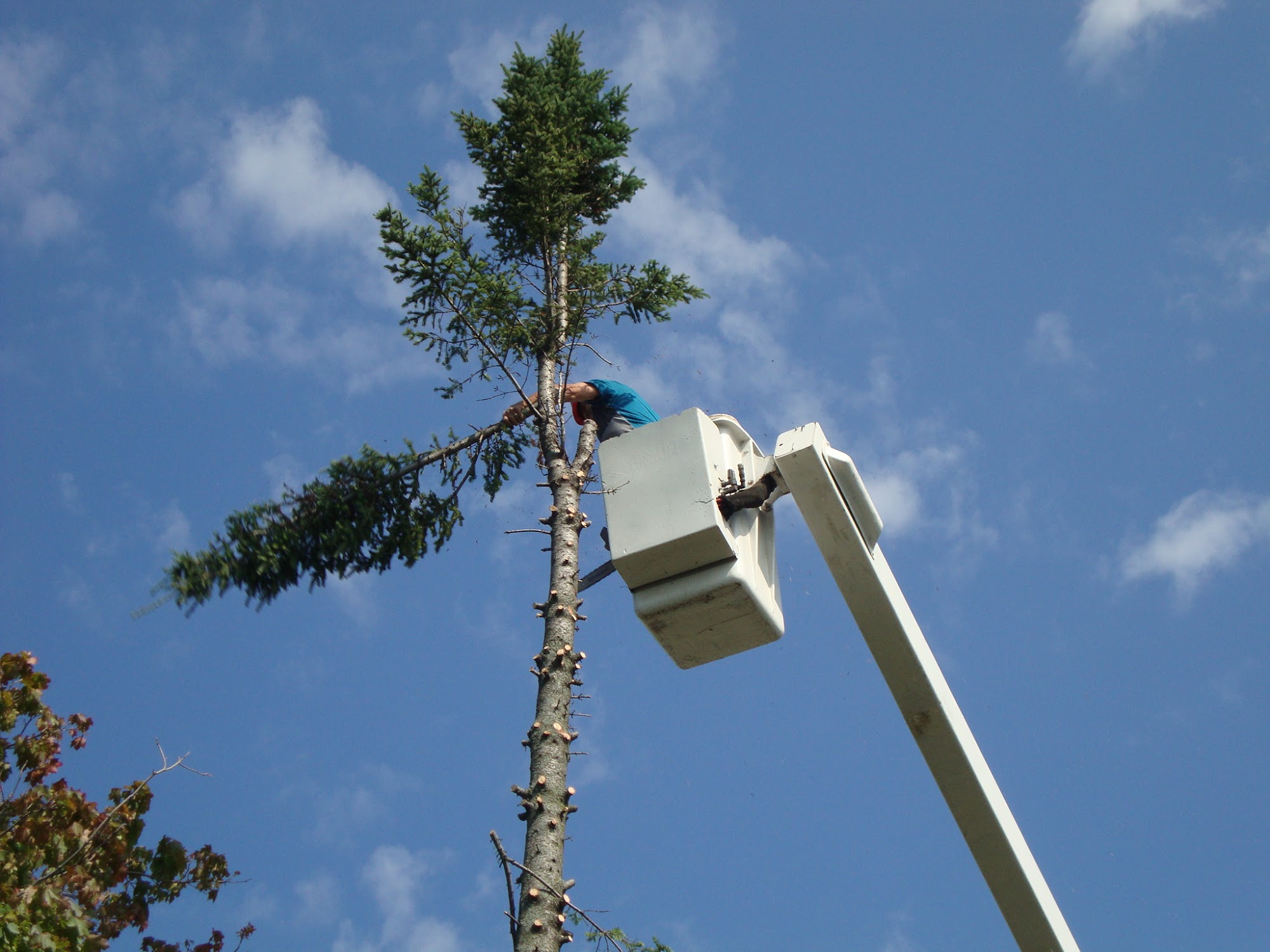 Arboriculteur Viau et Trudeau