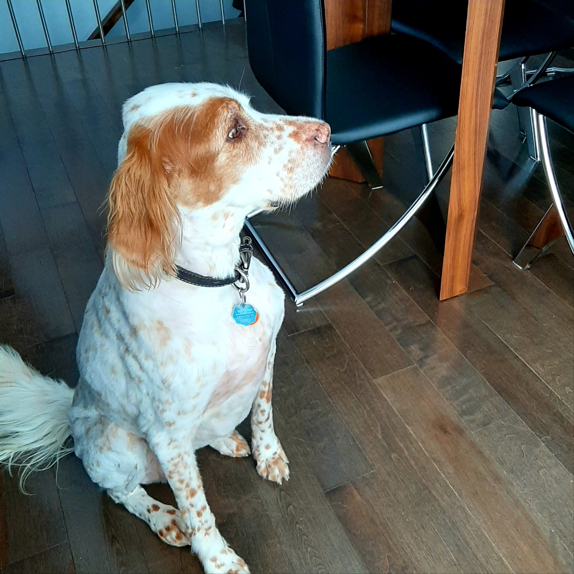 Au Bain Canin Jonquiere