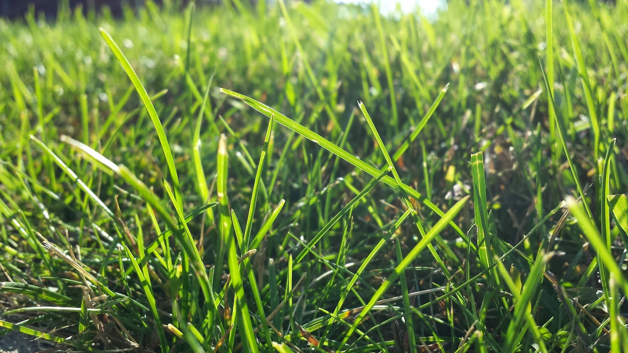 Pelouse Sante Inc - Lawn Maintenance Saint-Eustache