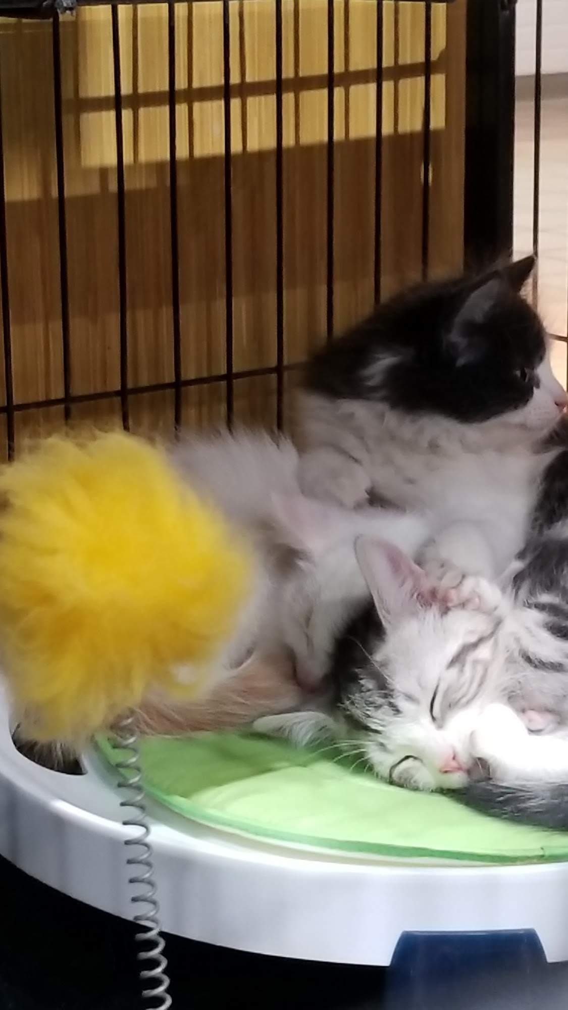 Animalerie de la Chaudière Sainte-marie