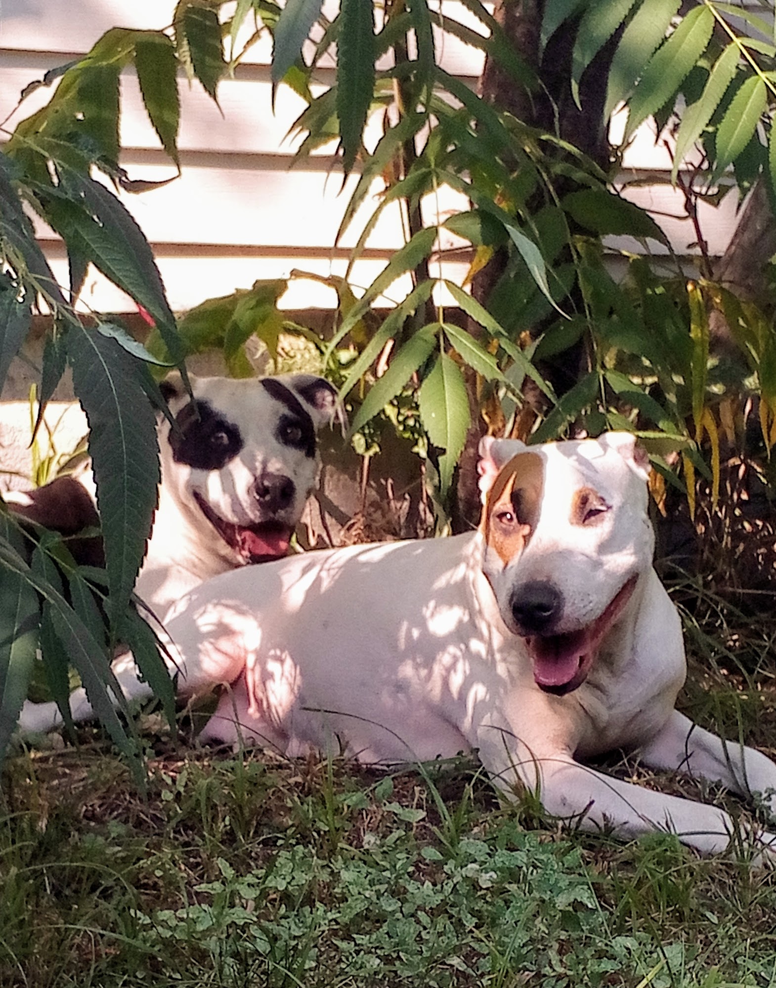 Boutique pour animaux Bellifrance - Sorel Sorel-Tracy