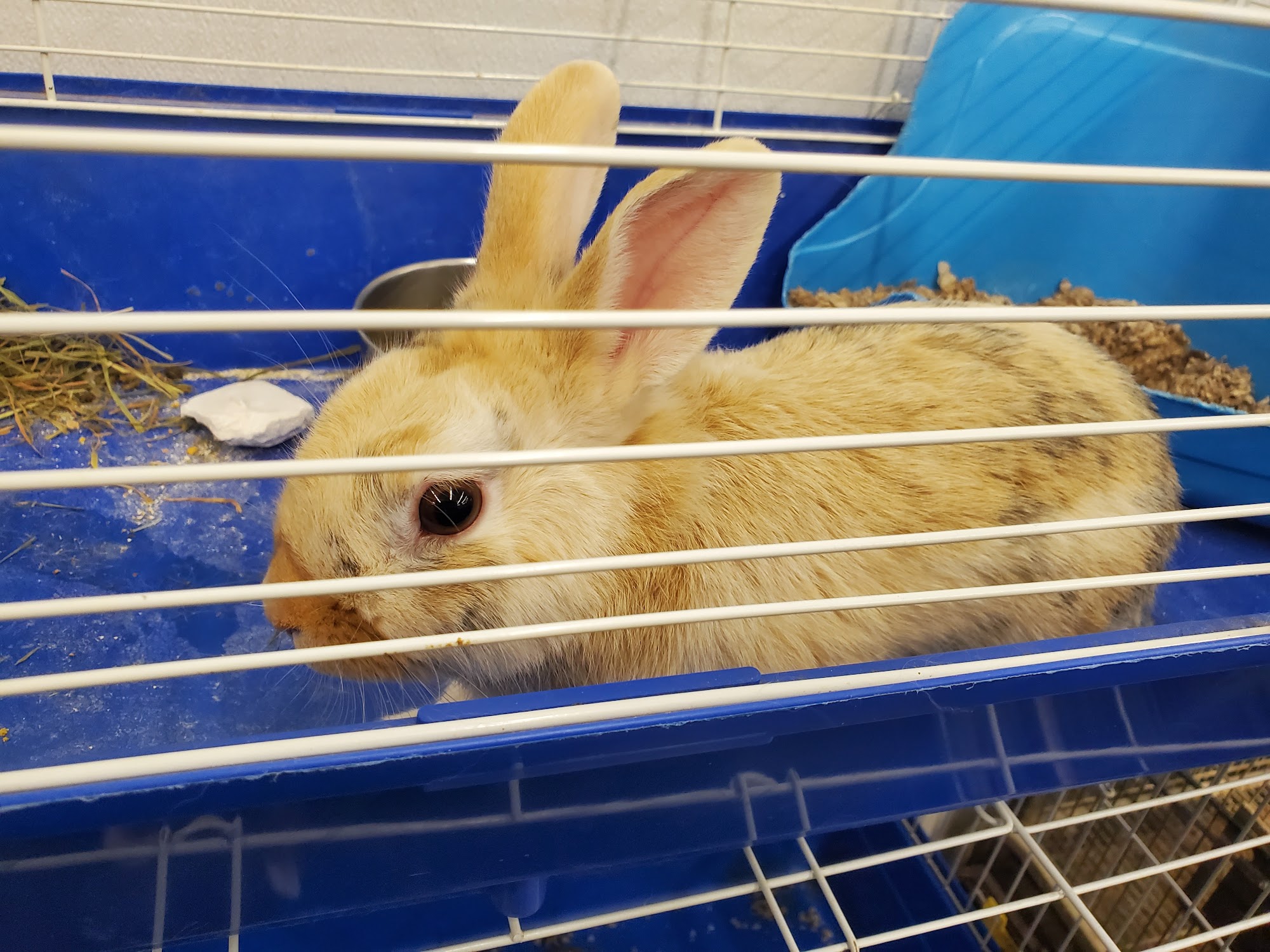 Pet Foods Plus Bristol