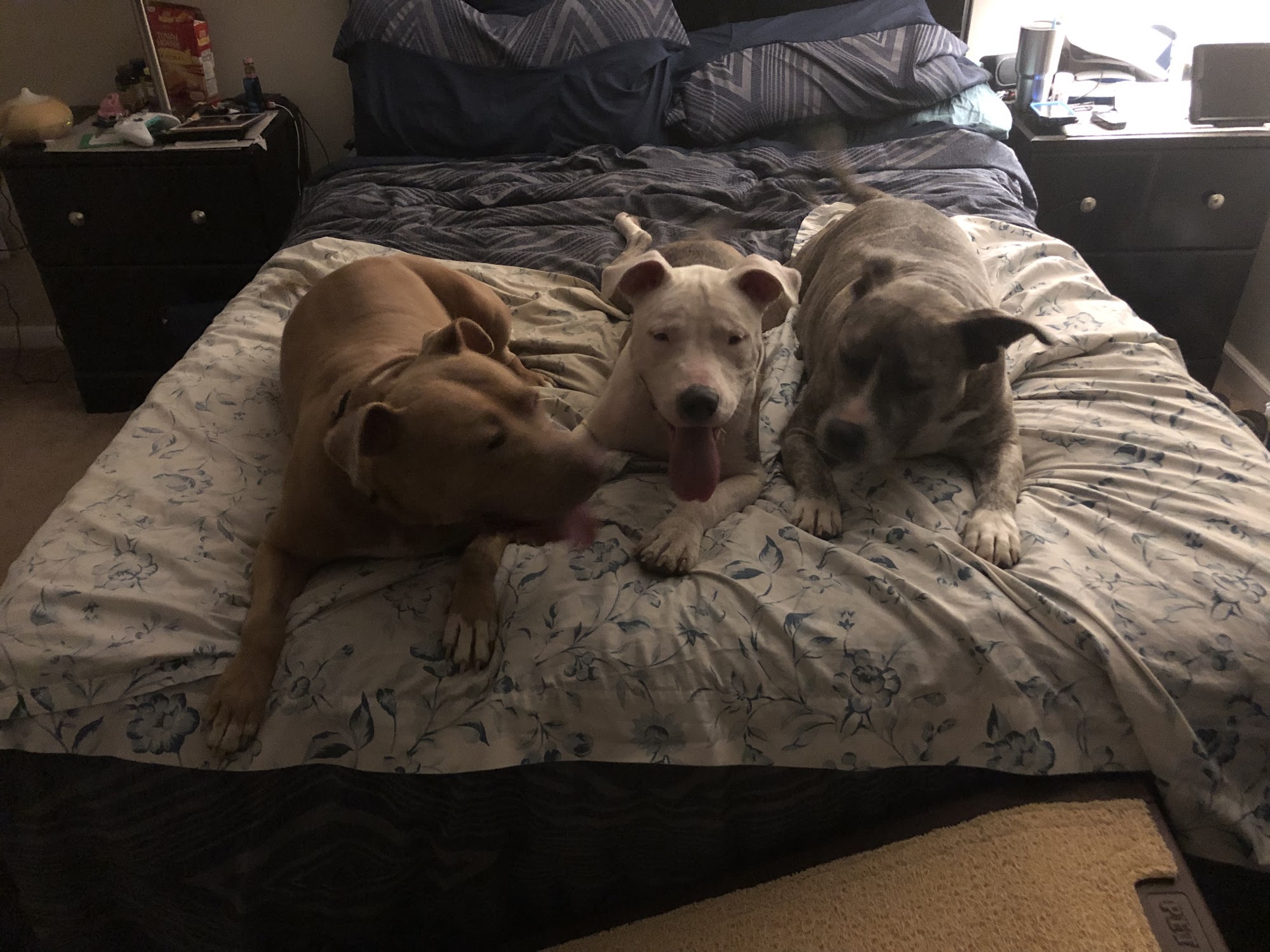 Aiken County Animal Shelter Aiken