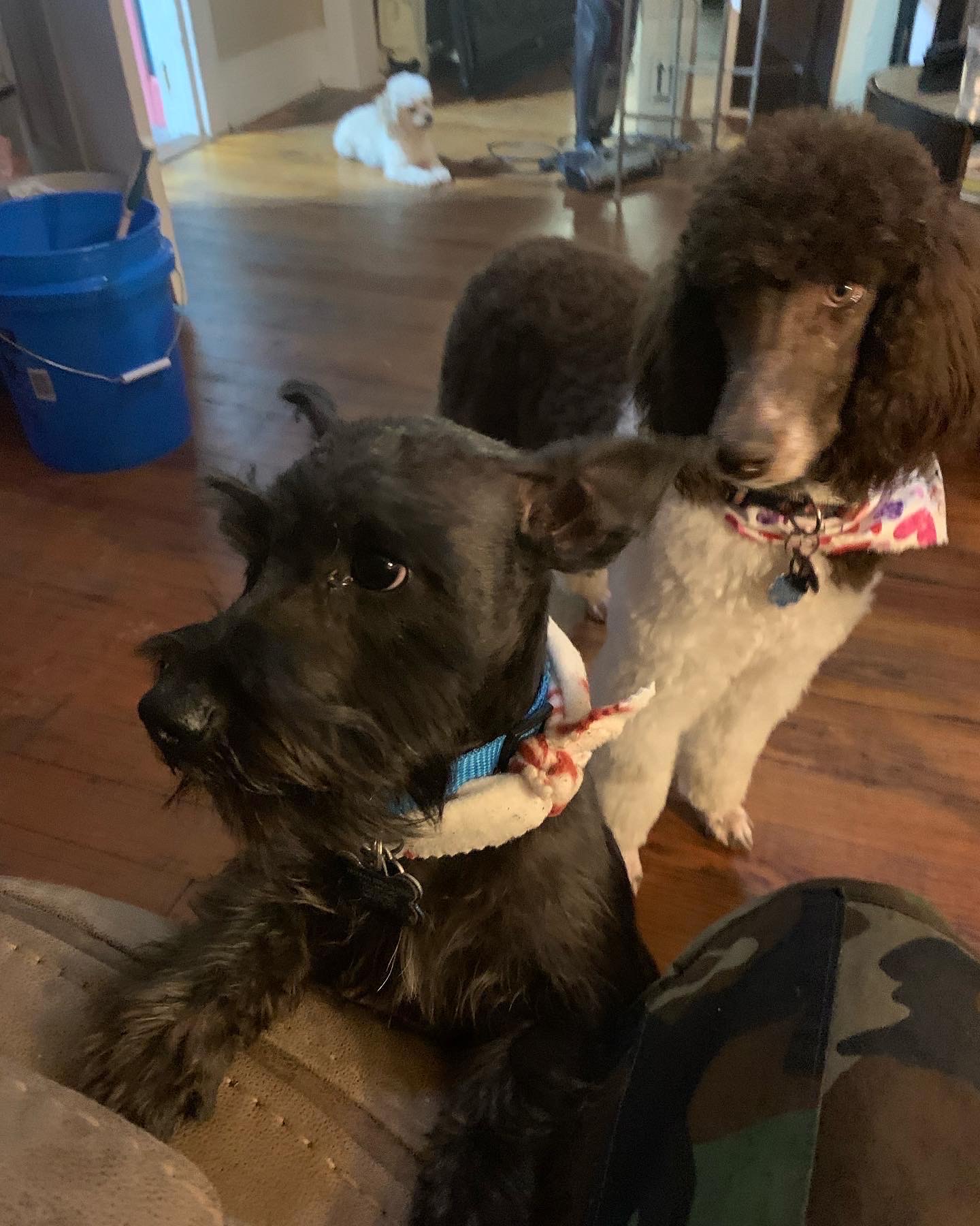 Puppy Toes Grooming Shop Llc Anderson