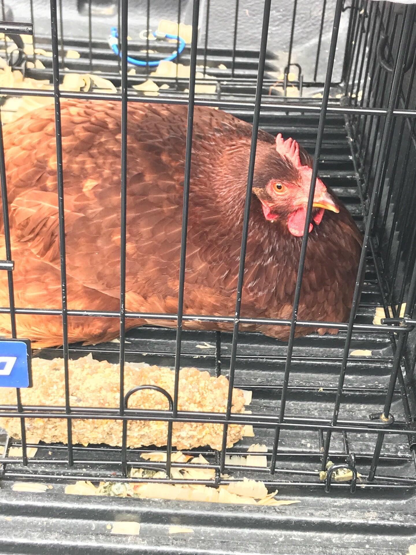 Photo credit: nextdoor