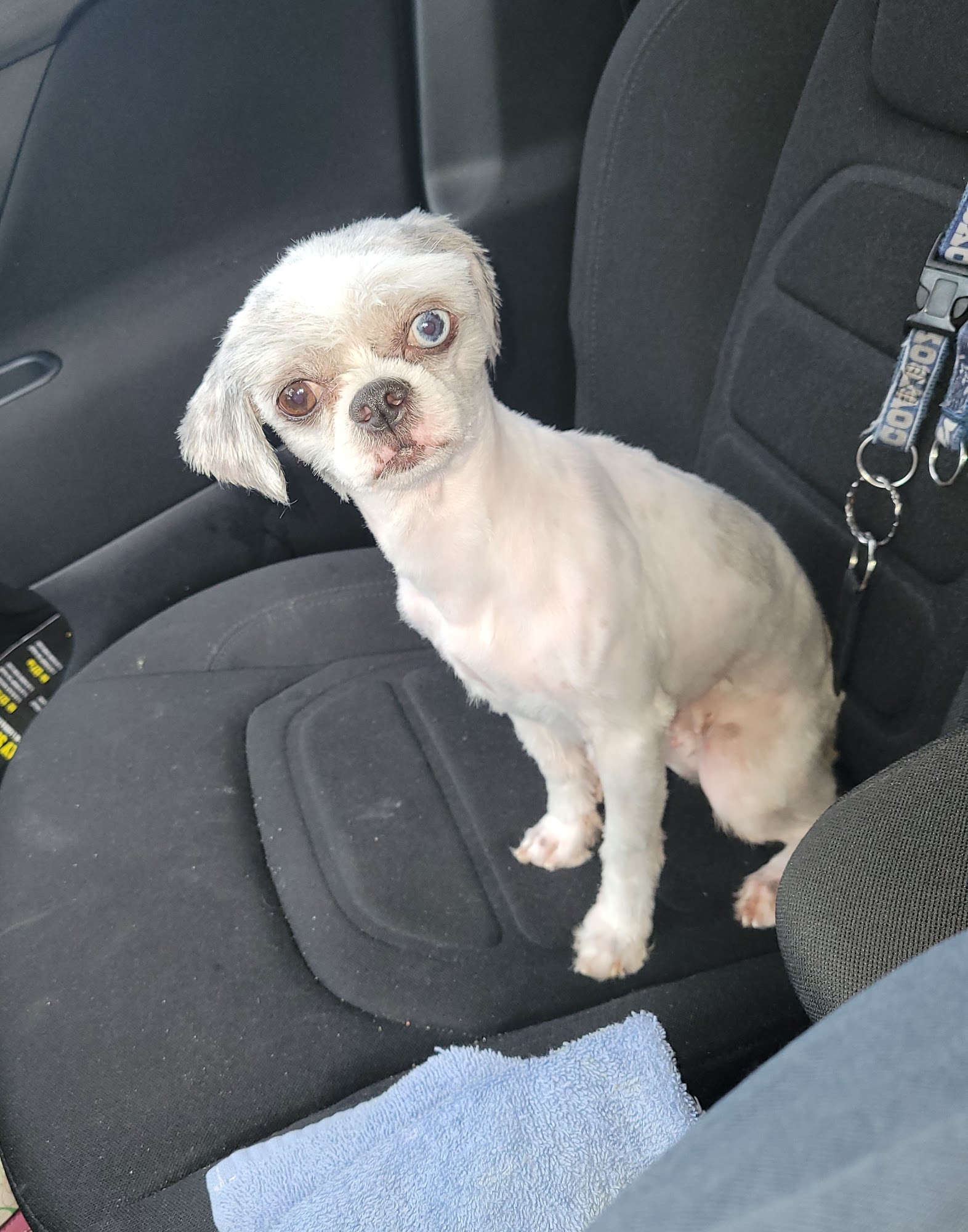 Super Starr Pets Columbia