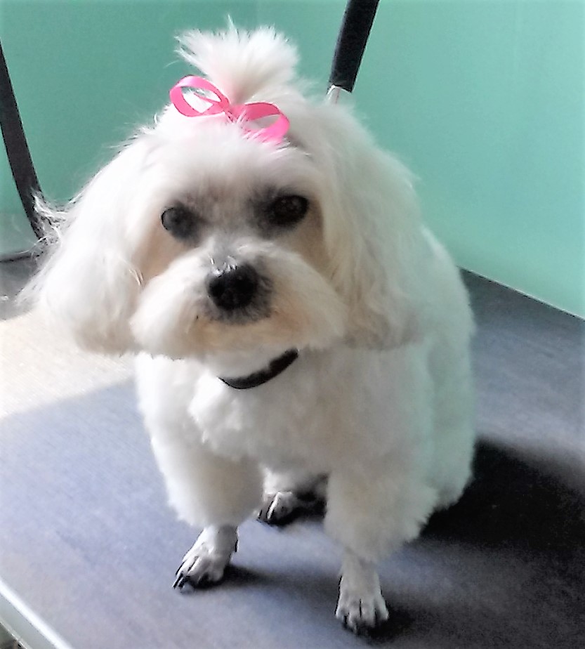 La Petite Pet Care Columbia