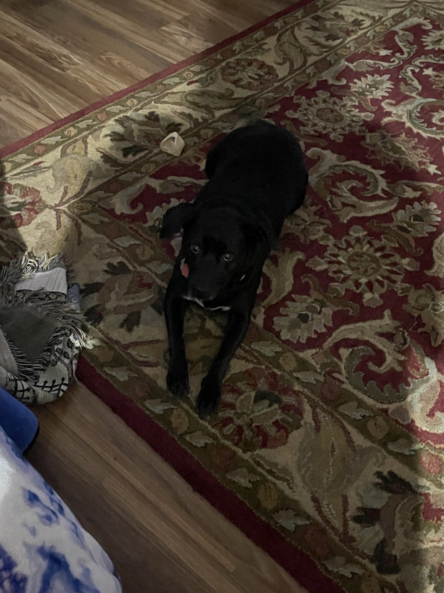 PetVet Vaccination Clinic Conway