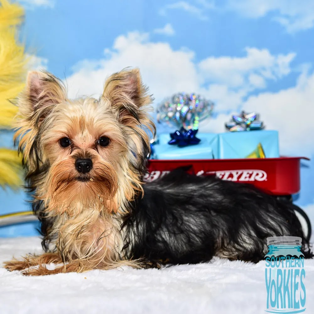 Southern Yorkies Conway