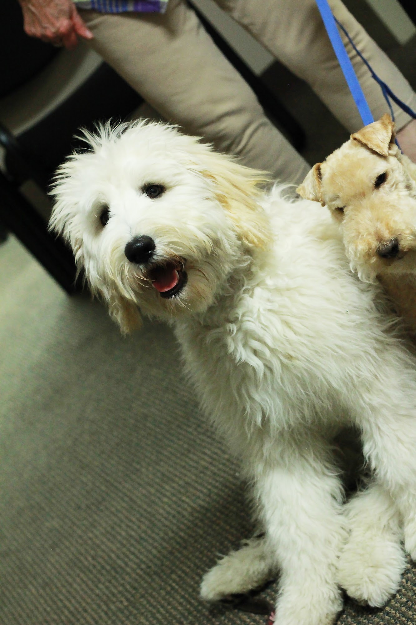 Nature's Select of the Carolinas - Buypetfood.com Greer