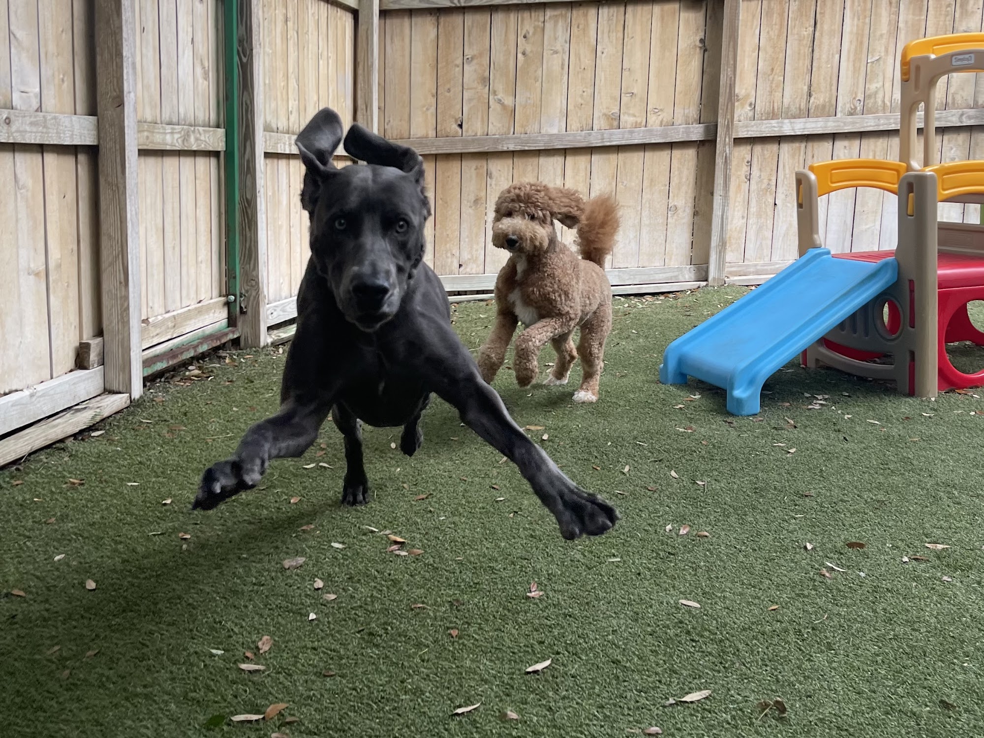 All About Pets Hilton Head Island