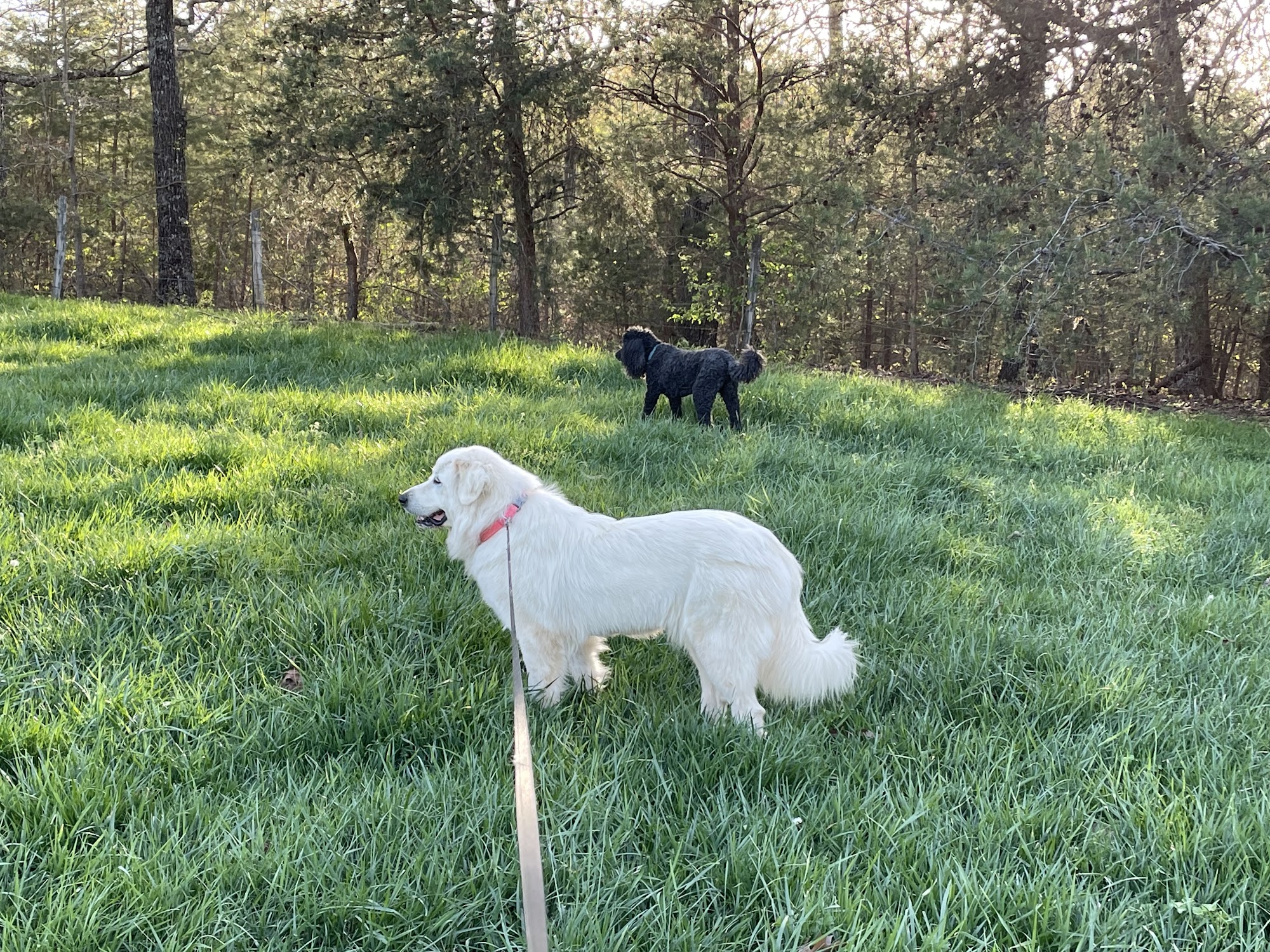 Palmetto Pet Supplies Inman