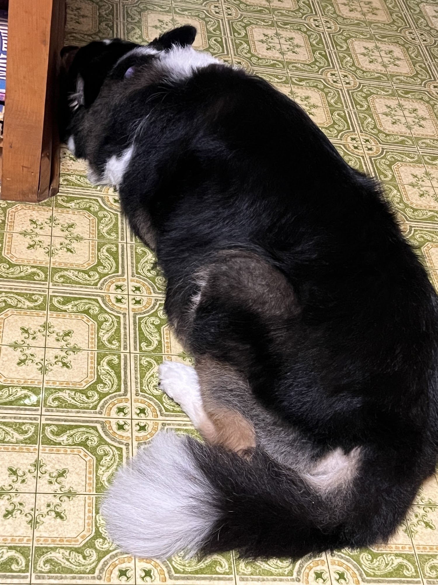 Doggie Barber Shop Landrum