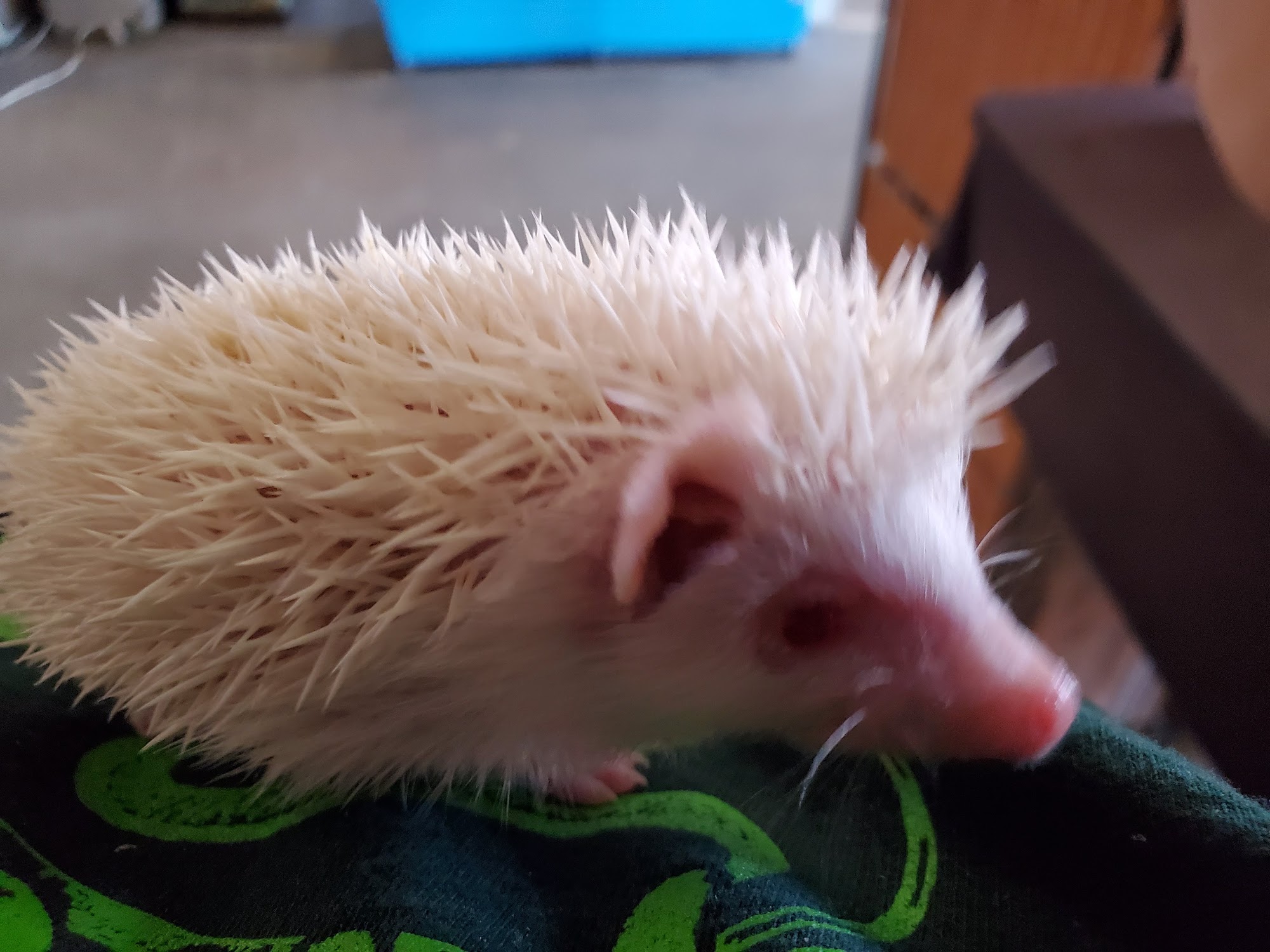 Reptile City Lexington