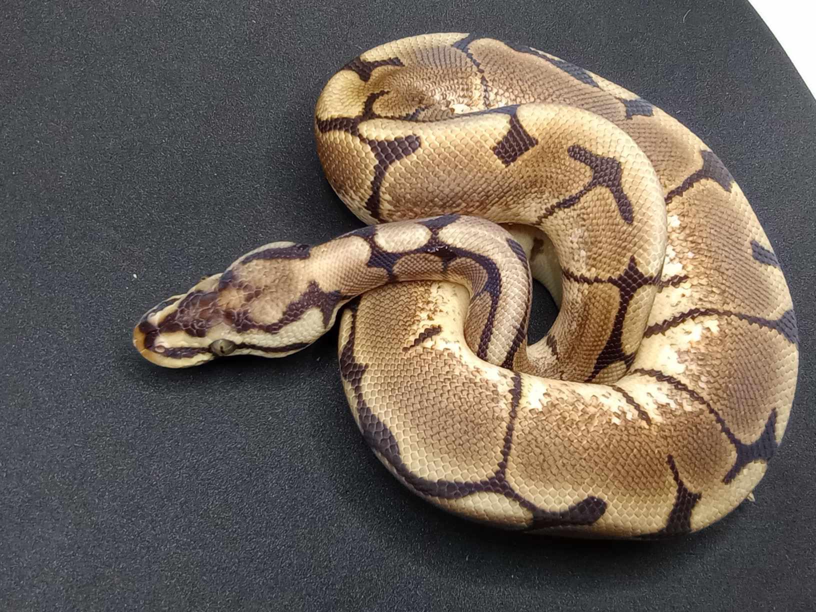 Worm King Moncks Corner