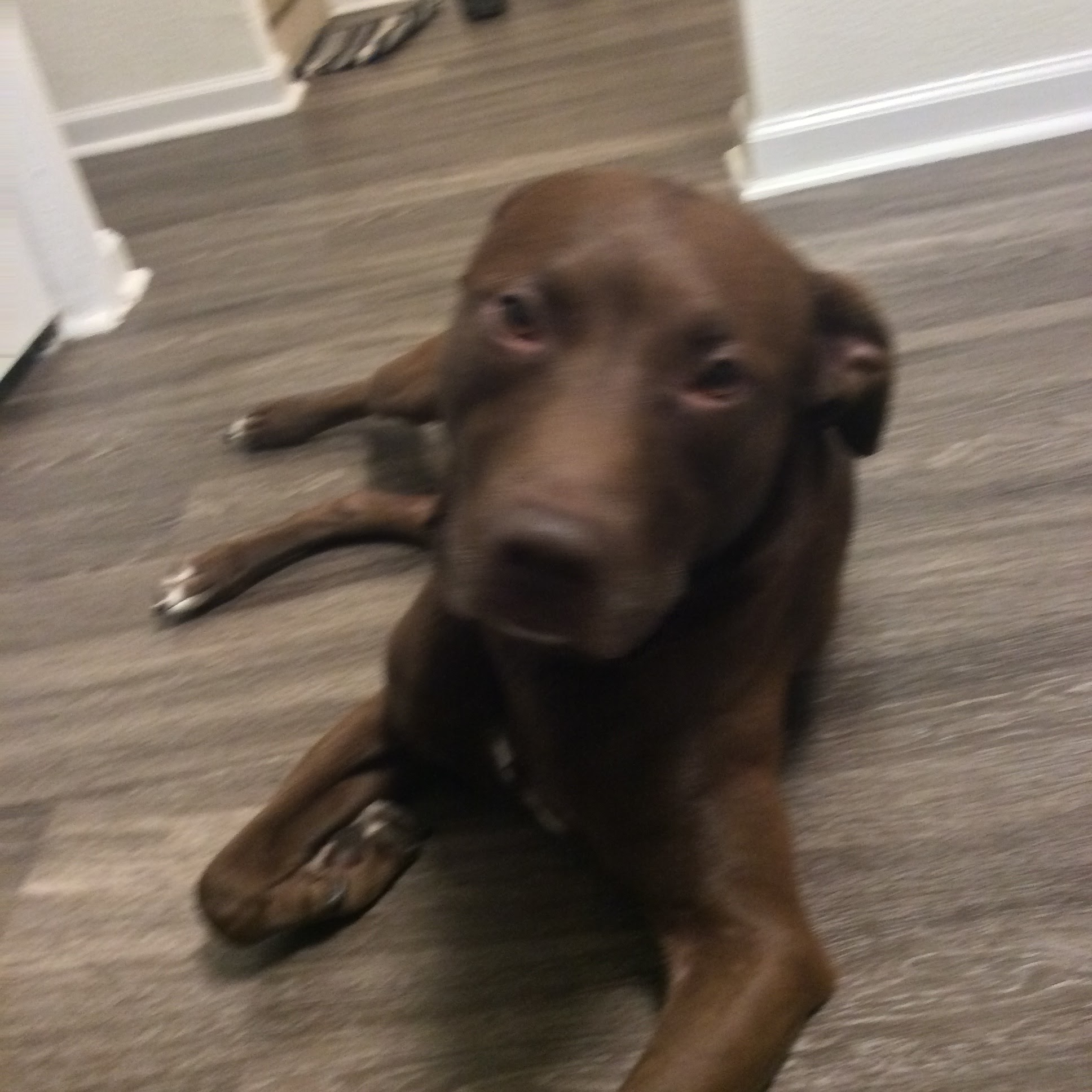 Dolittle's Mount Pleasant