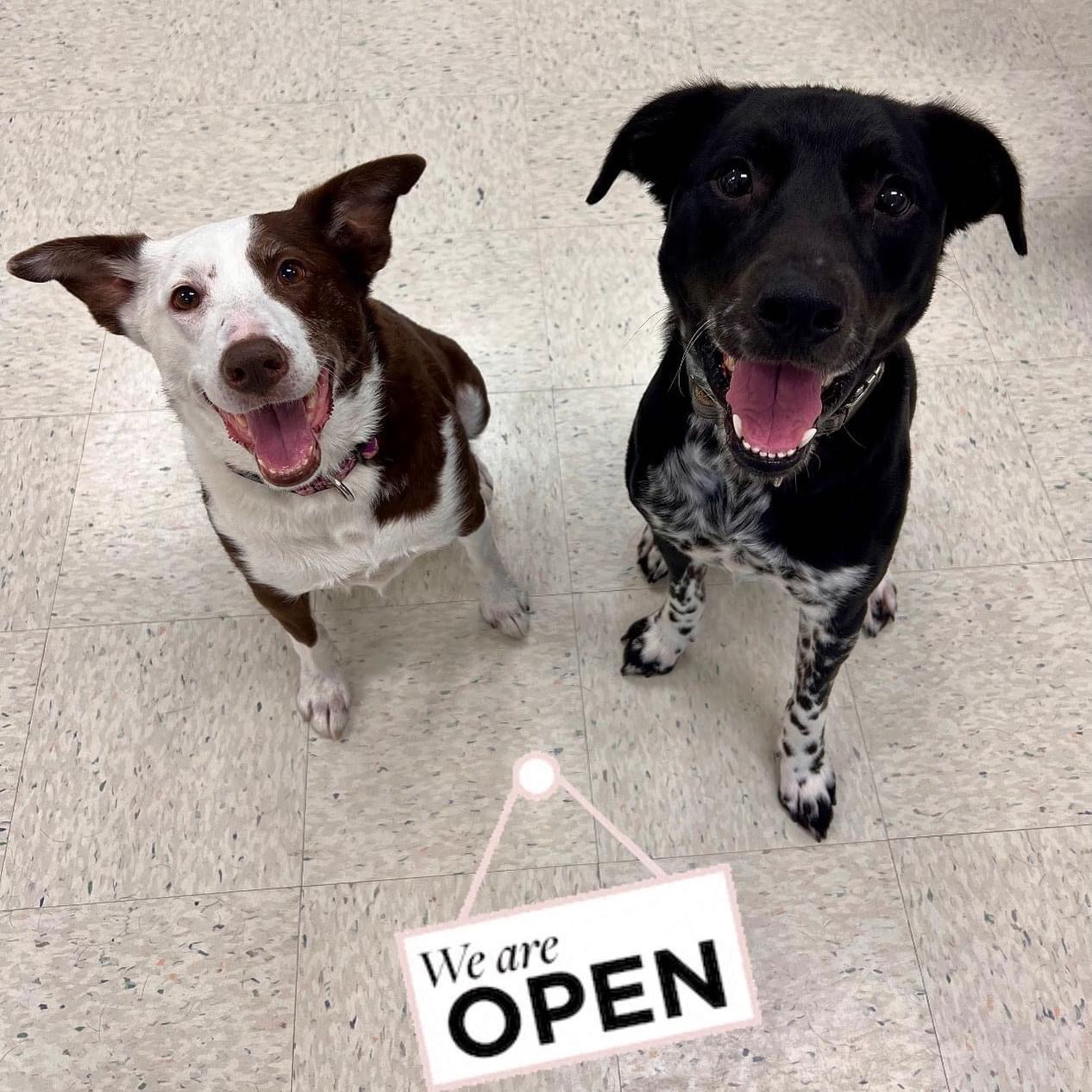 Portside Veterinary Hospital Mount Pleasant