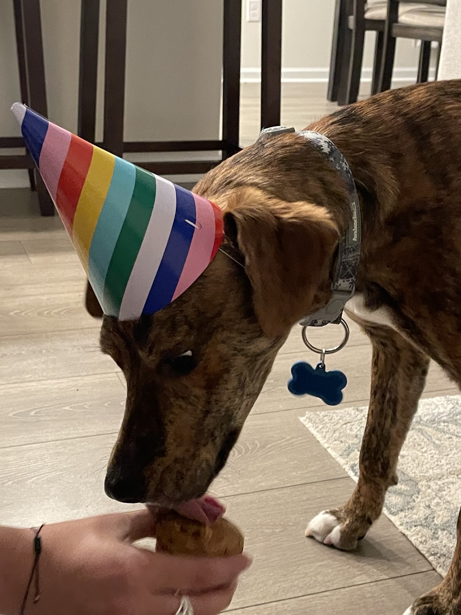 Kelly's K-9 Kitchen North Myrtle Beach