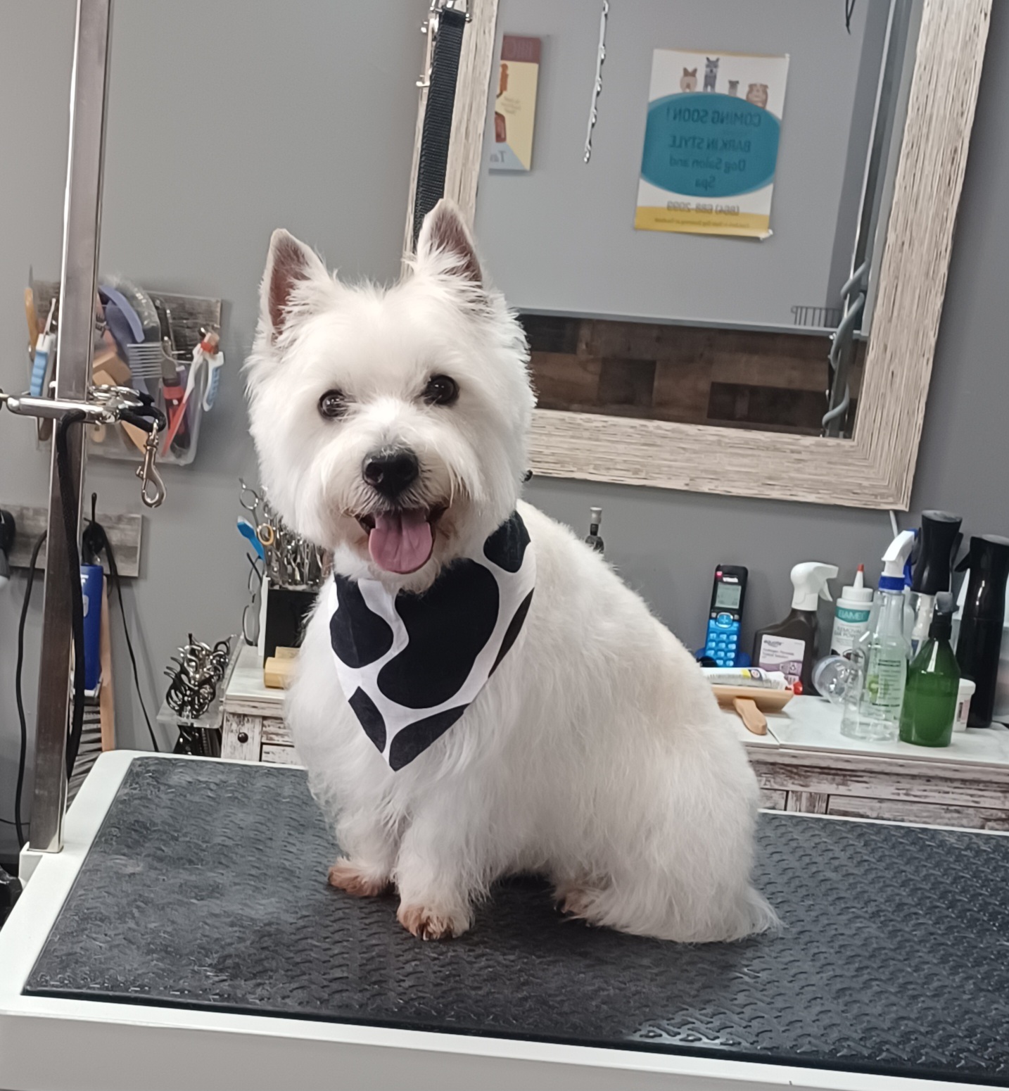 Bark In Style Dog Grooming Salon & Spa