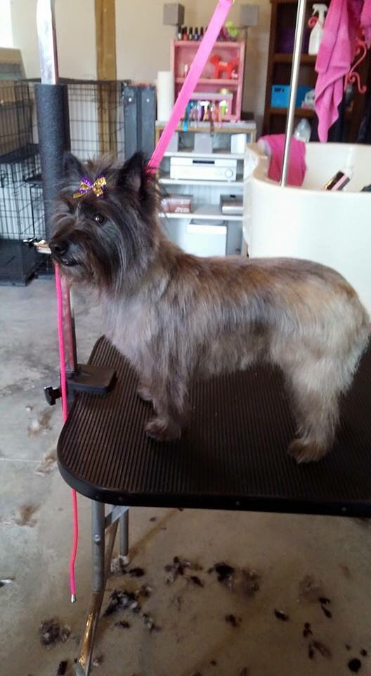 Grooming by Tearra 2270 Loafers Glory Rd, Timmonsville South Carolina 29161
