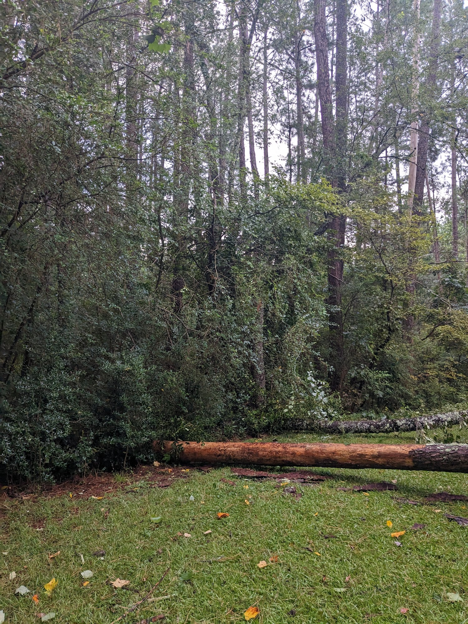 Cutting Edge Tree Removal 702 E South Boundary St, Walhalla South Carolina 29691