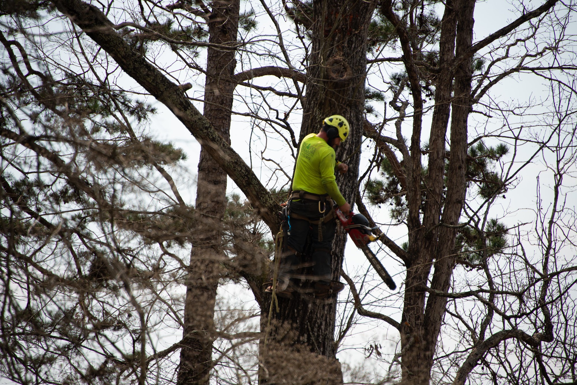 Cutting Edge Tree Removal
