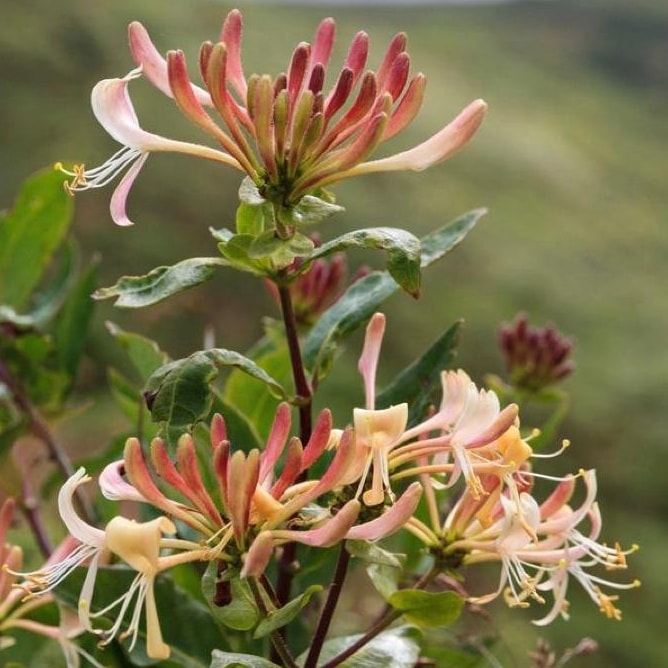 Caledonian Blooms