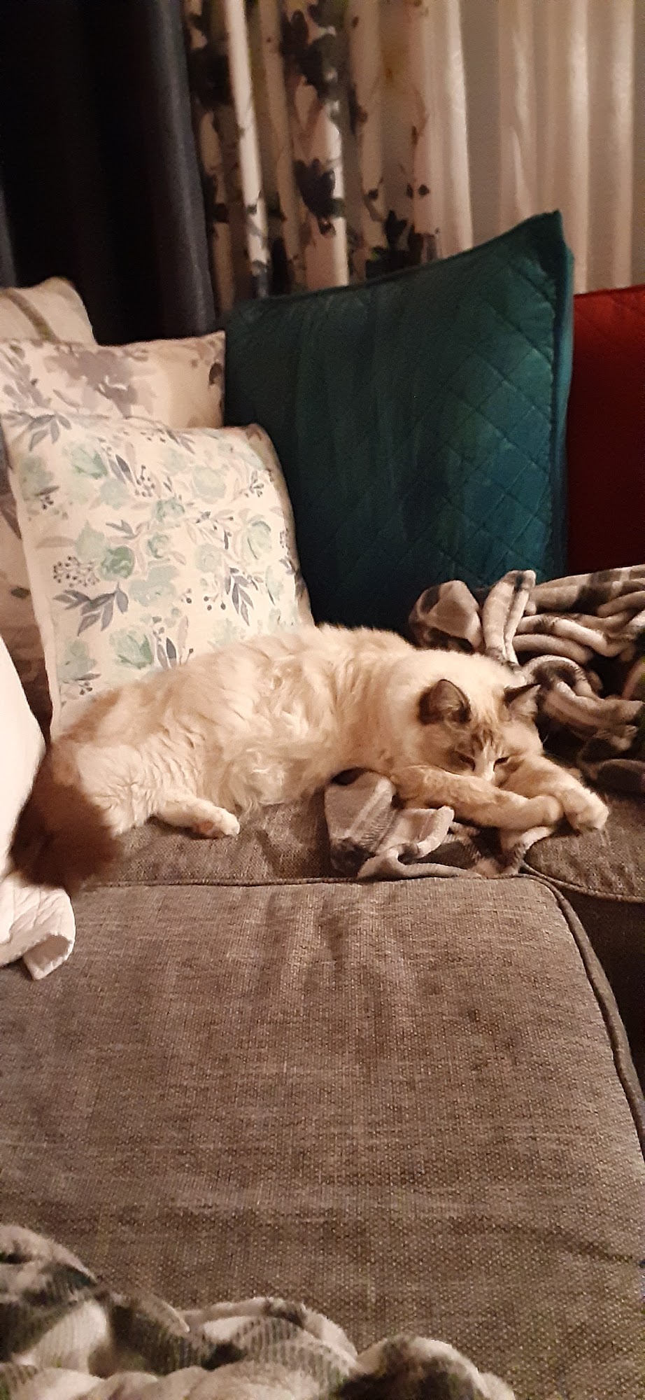 Dakota Ragdolls Corsica