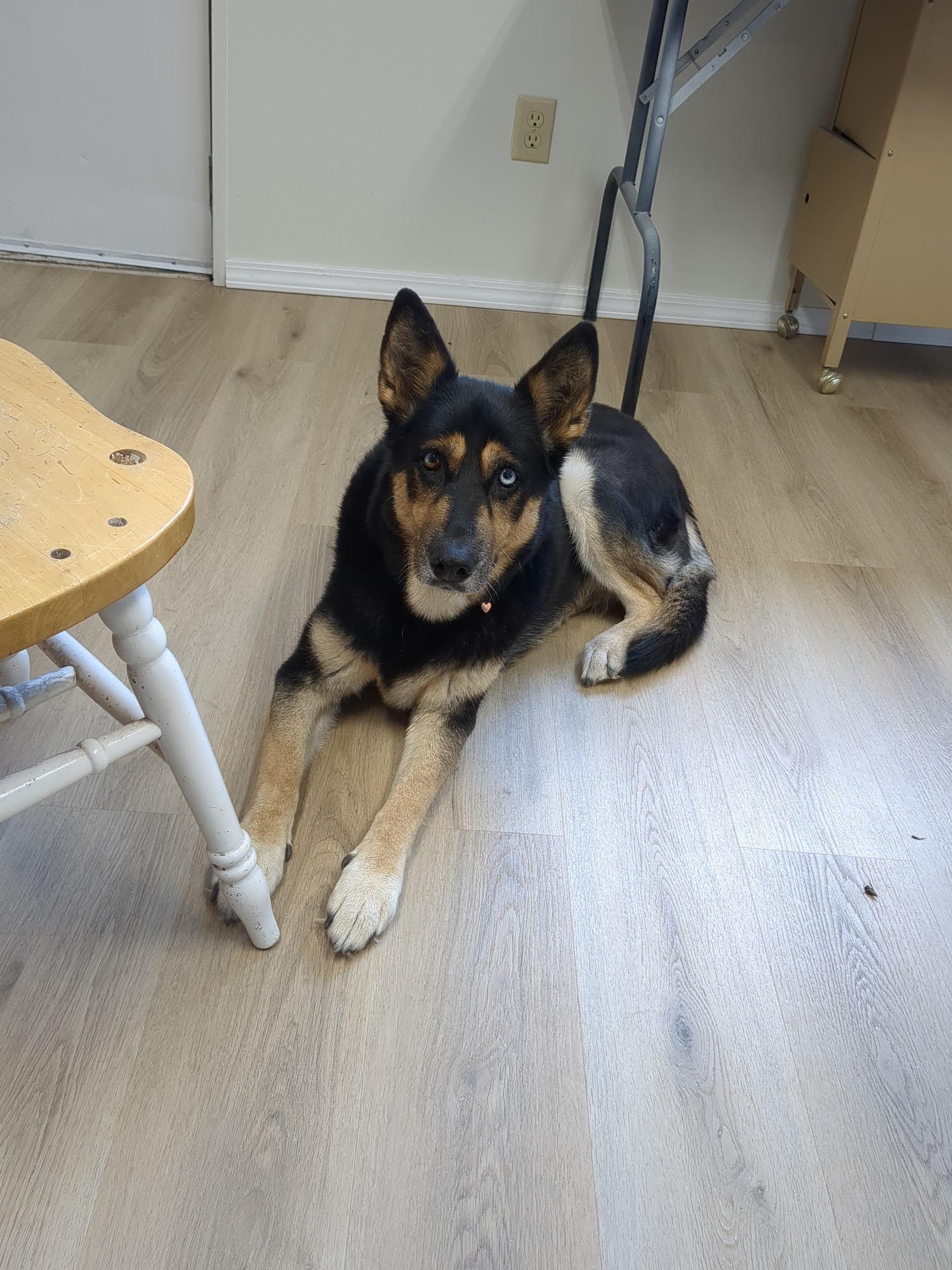 Humane Society-Black Hills Rapid City