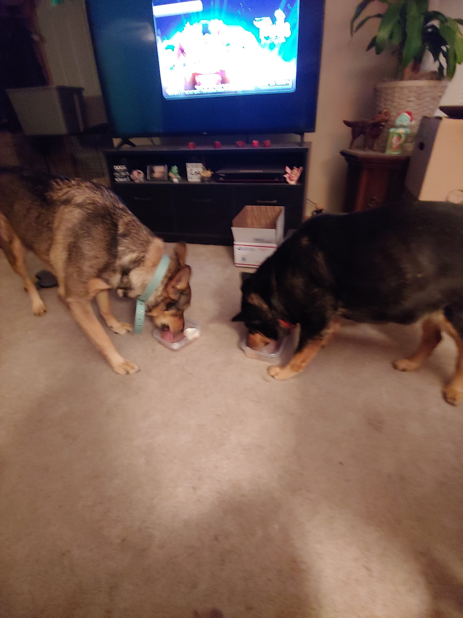 Animal Health Clinic Yankton