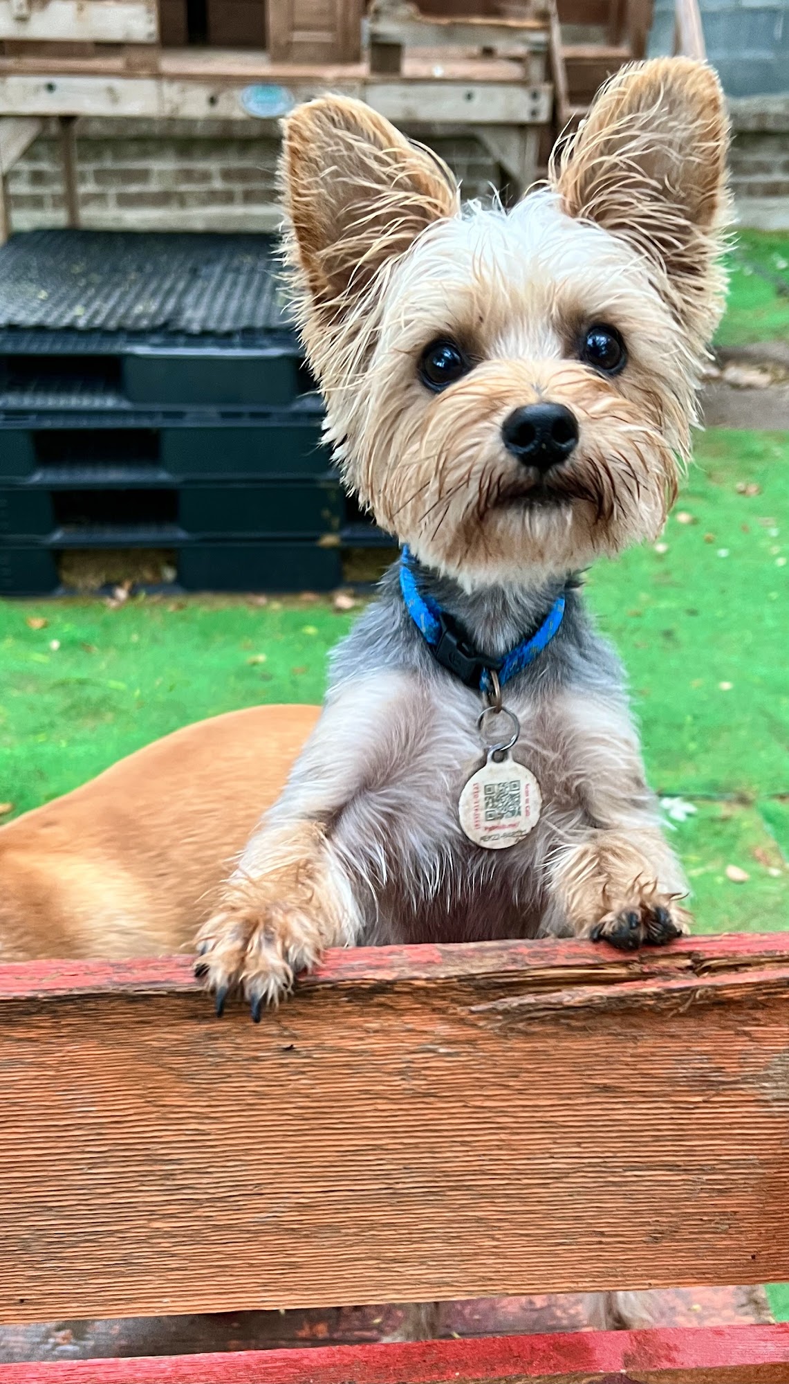 Pet Styles Grooming Salon Bartlett