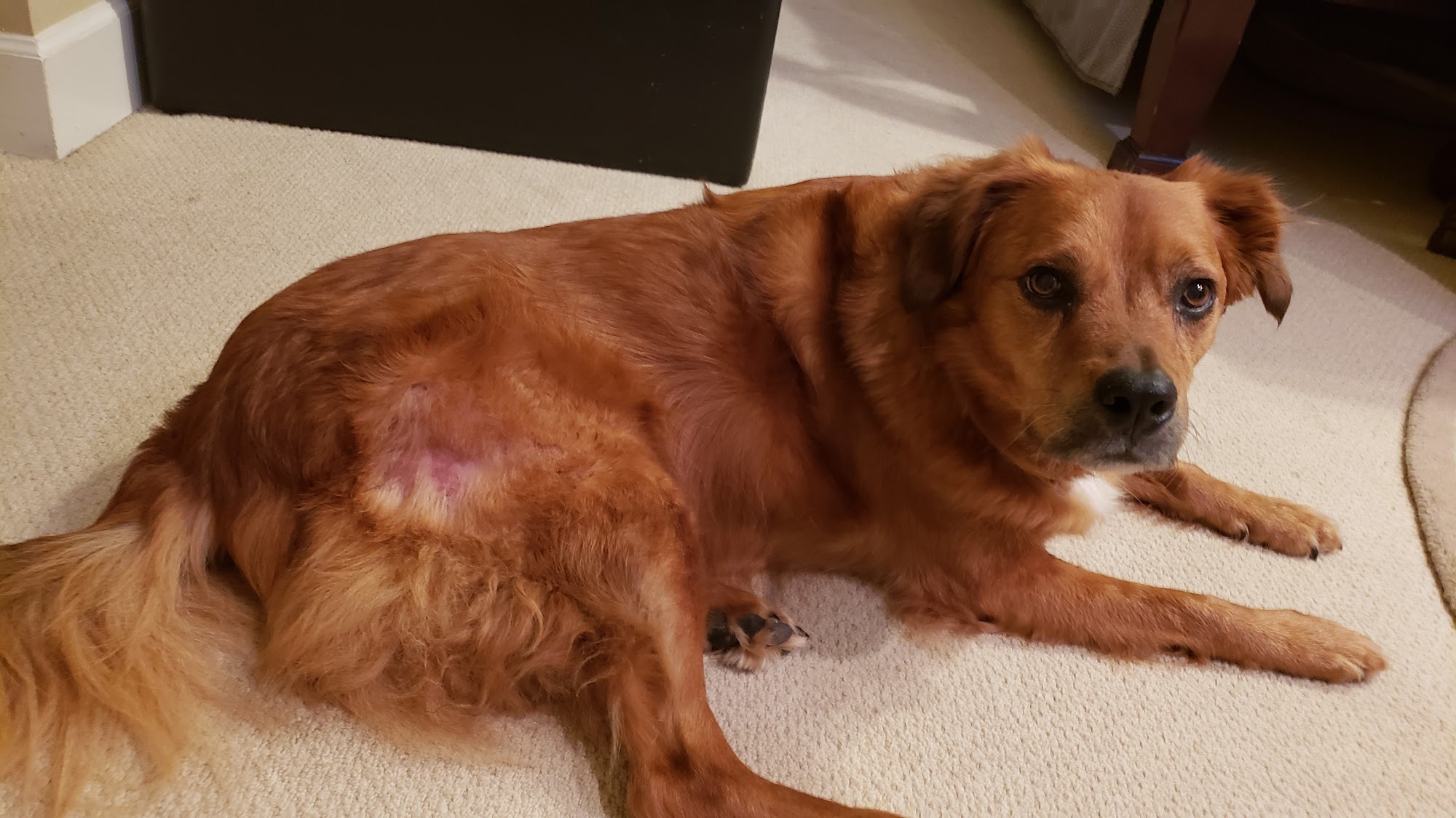 The Ark Pet Spa & Hotel - Red Bank Chattanooga