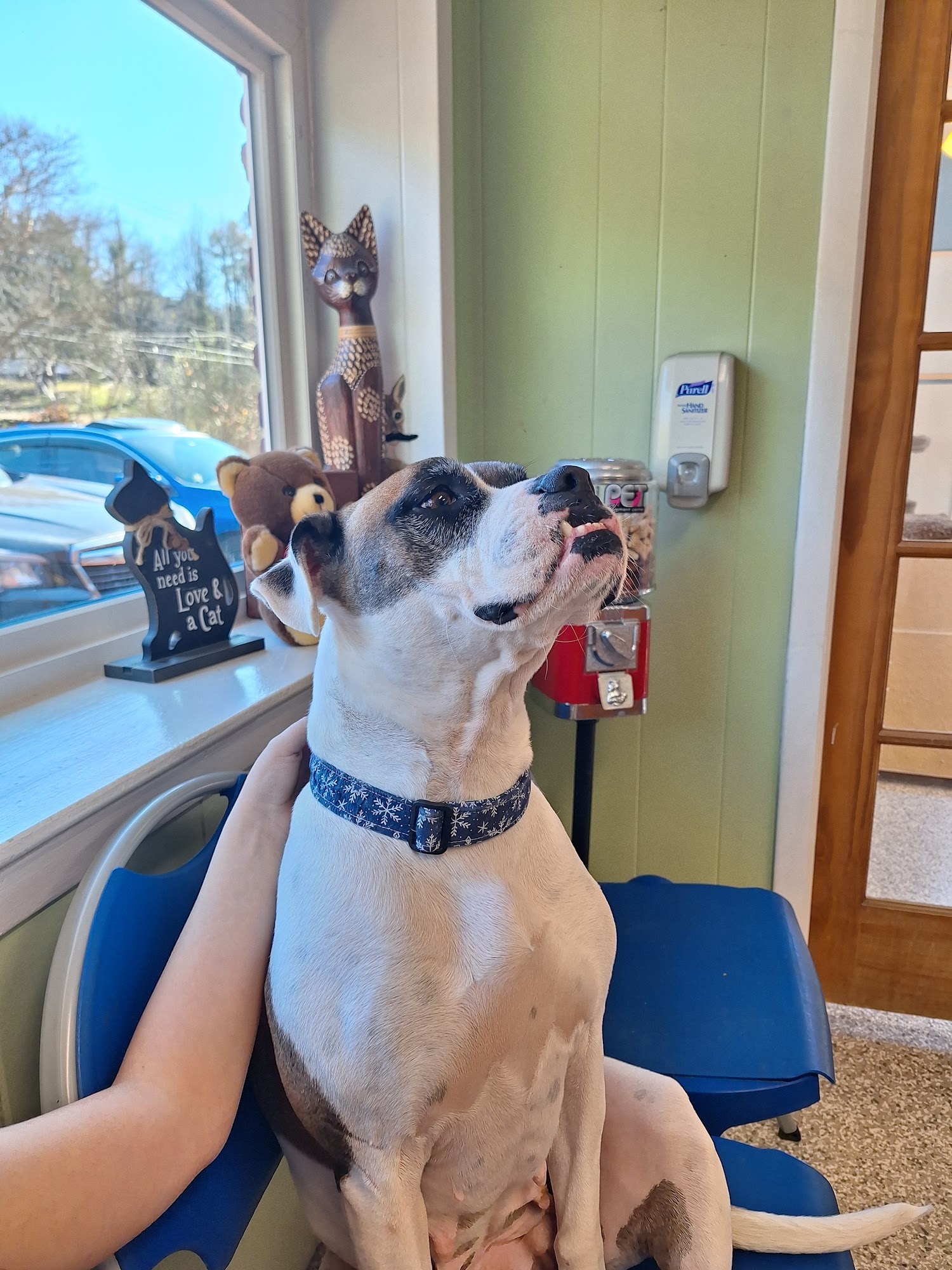 Pet Placement Center Chattanooga