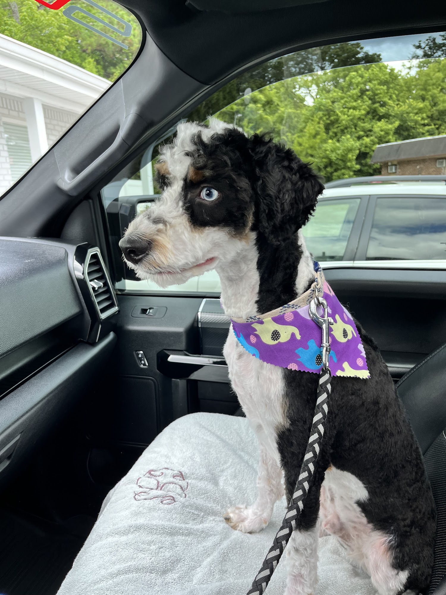 Furry Tales Boarding, Indoor Daycare, and Grooming Chattanooga