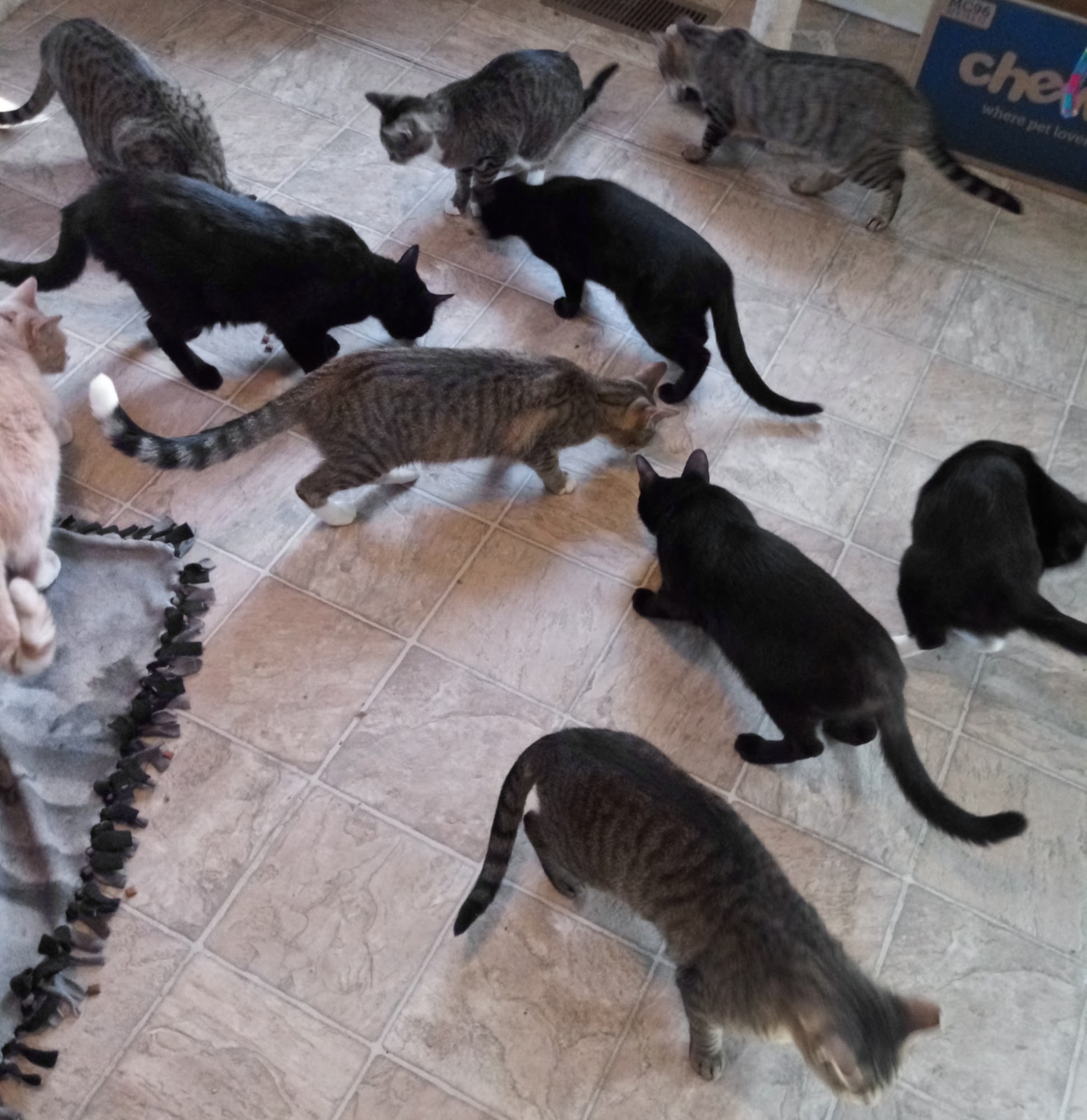 TiggerTown Chattanooga