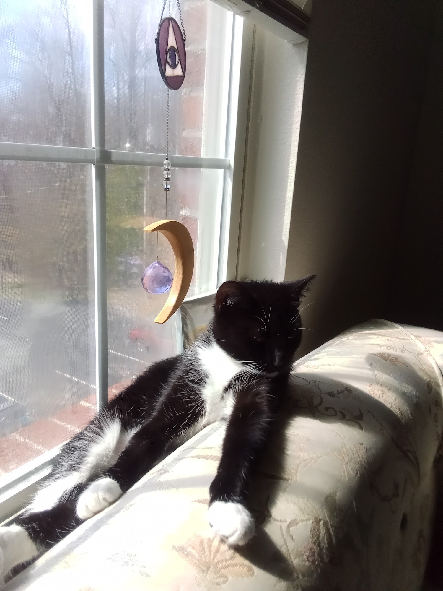 Cookeville Putnam County Animal Shelter Cookeville