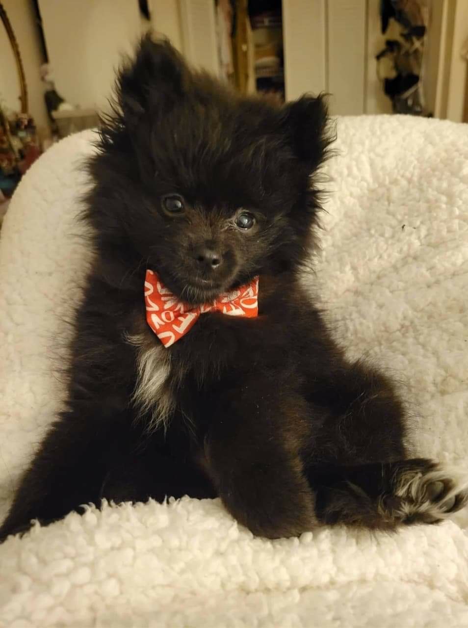 Presley's pups Gallatin