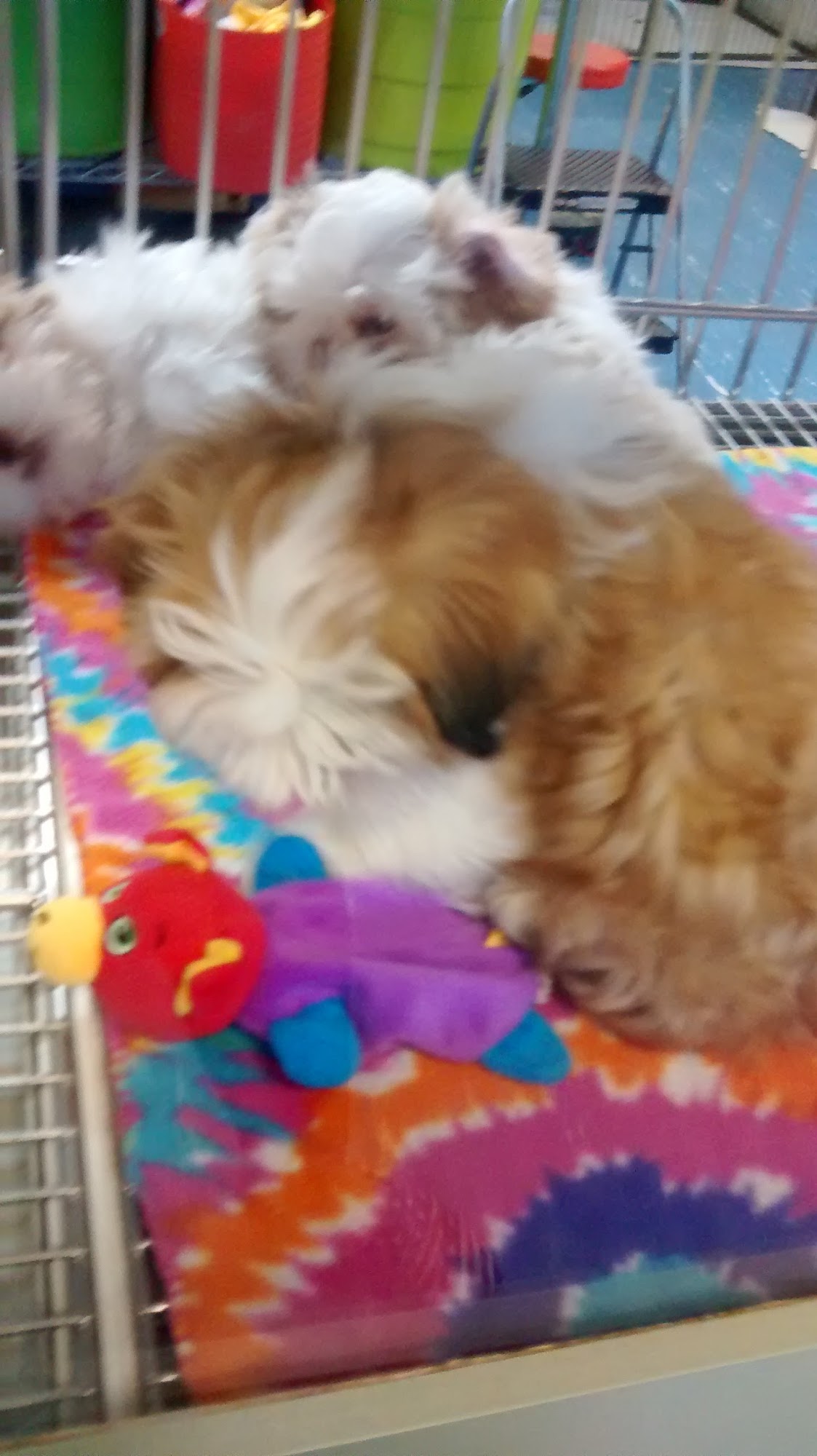 Hollywood Club Canine Jackson