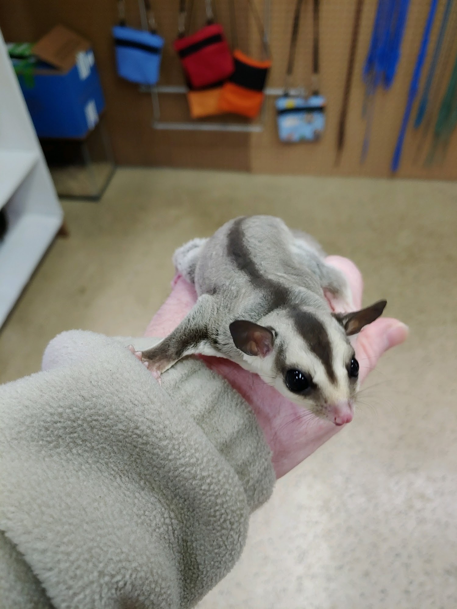 Sugar Glider Alley Kodak