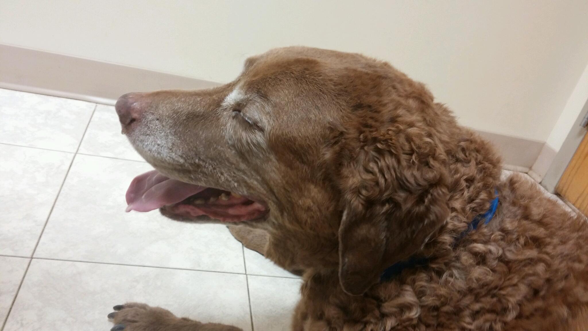 Countryside Veterinary Services: Ringger N C DVM Louisville