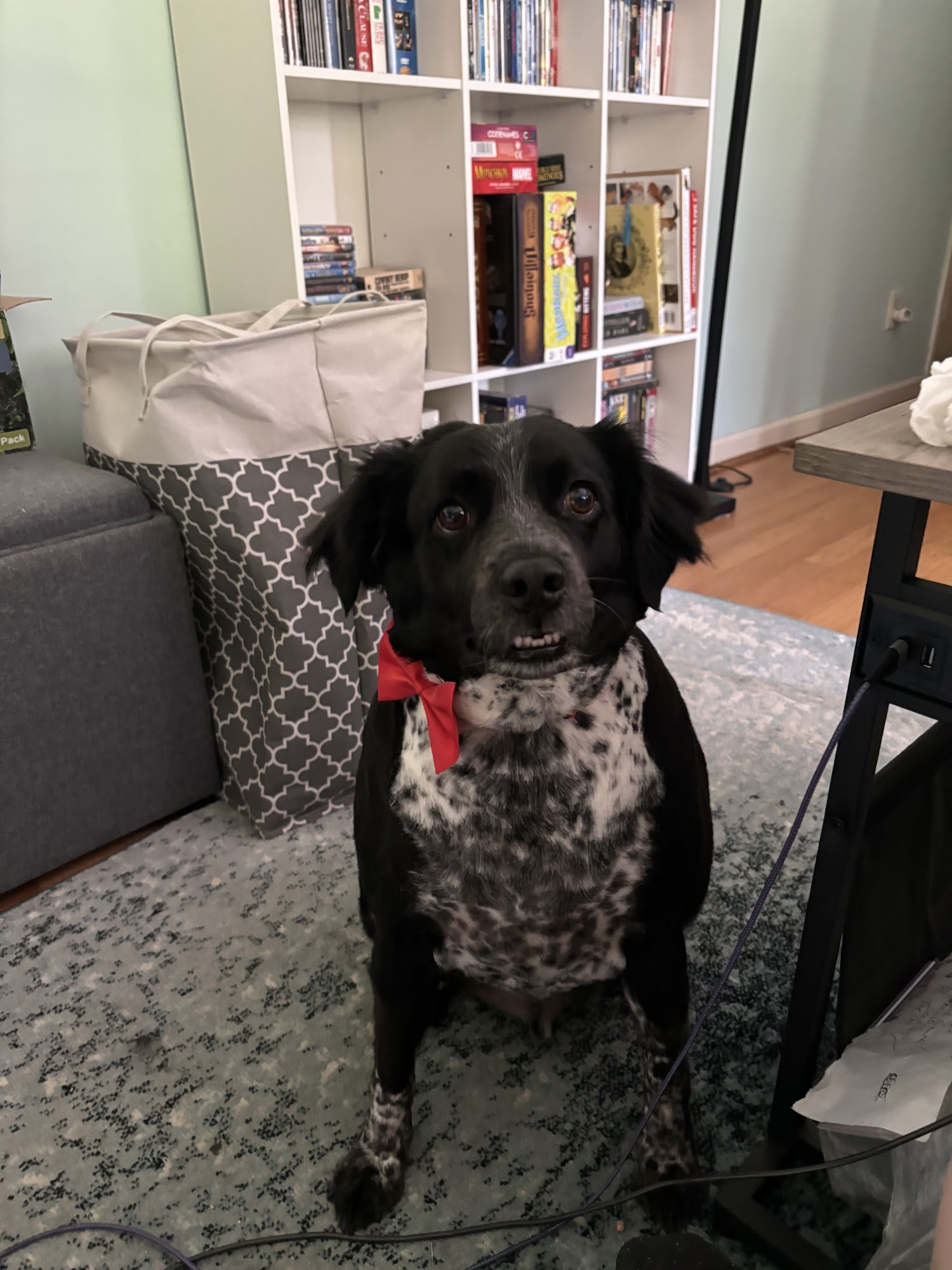 The Puppy Den Savannah