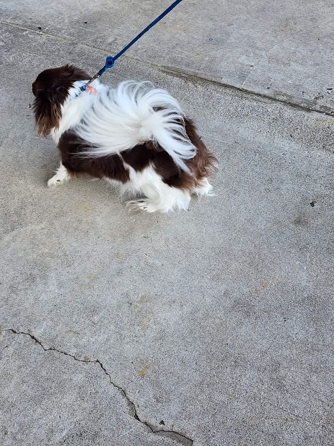 Just Furr-Pets Sevierville