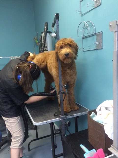 Austin Pet Stylist Austin