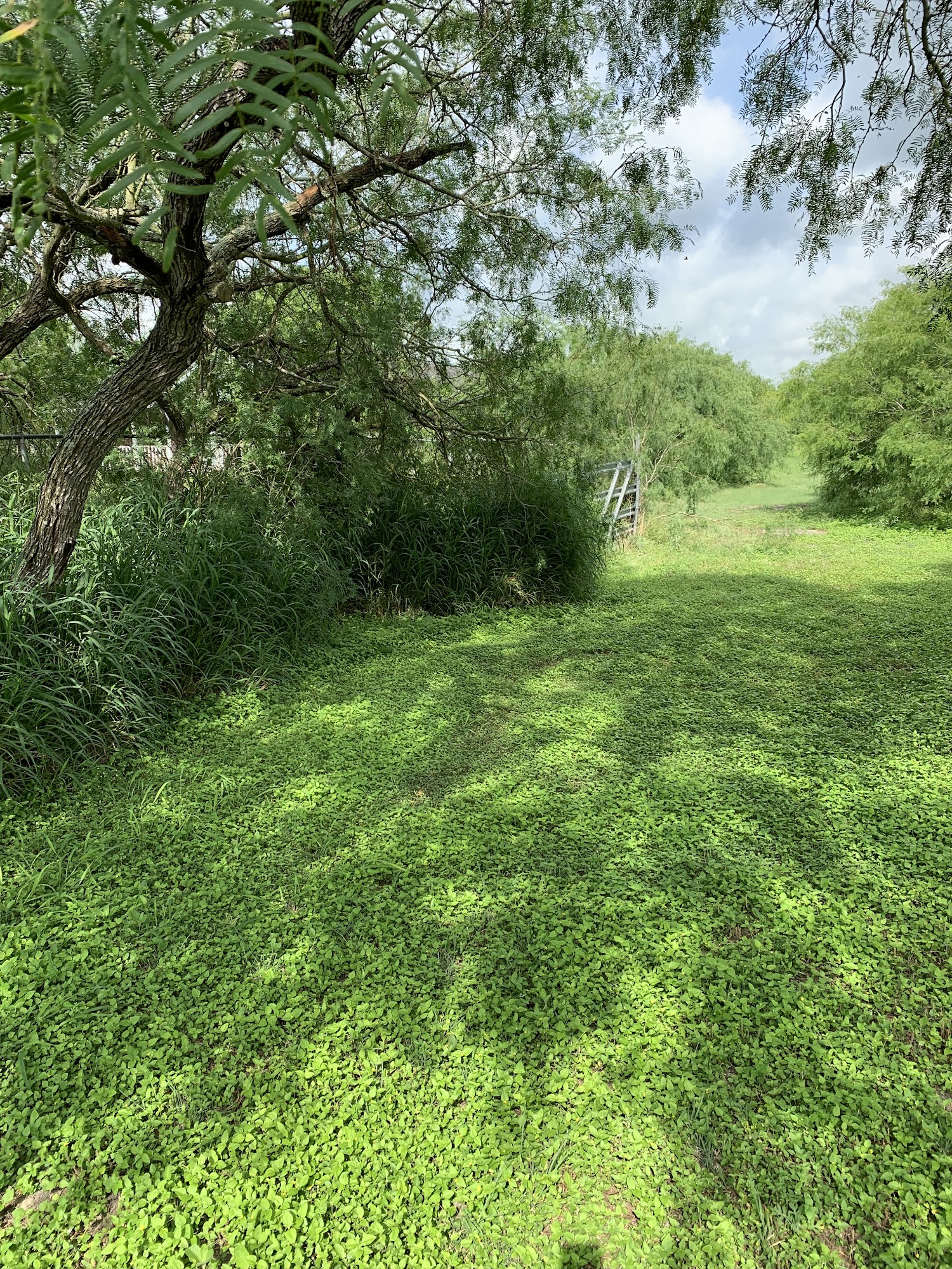 Ralph's Lawn Services - Landscaping Contractor & Lawn Mowing Services 302 W Main St, Bishop Texas 78343