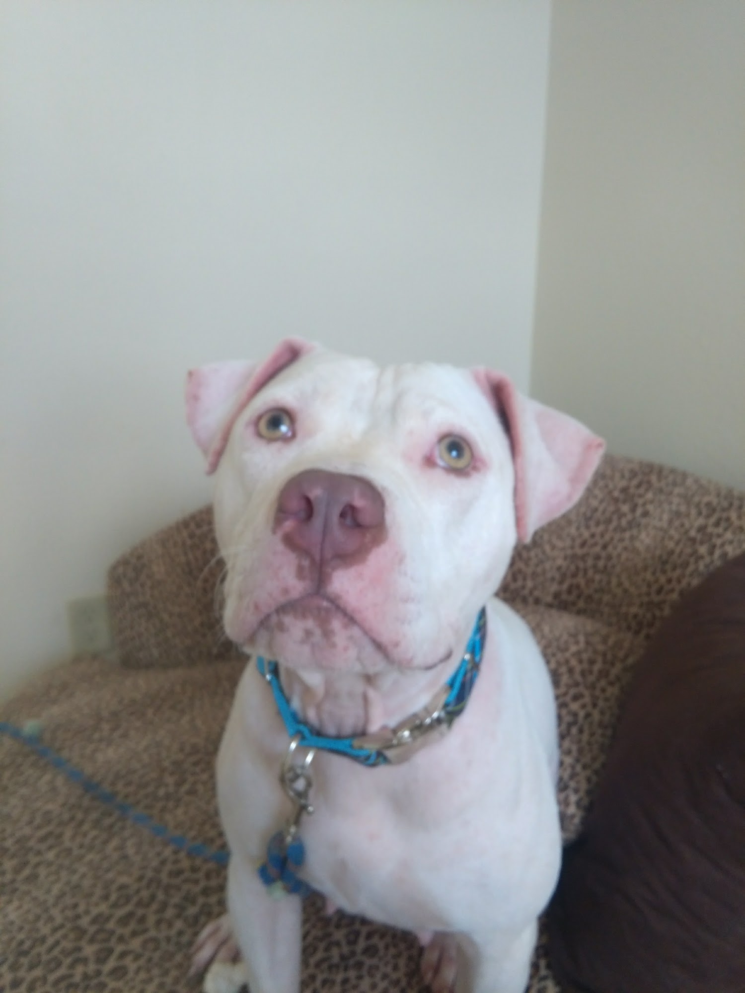 Pet Adoptions of Cuero Cuero