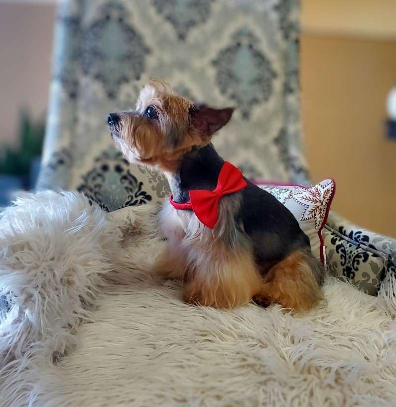 Paul's Pet Grooming El Paso